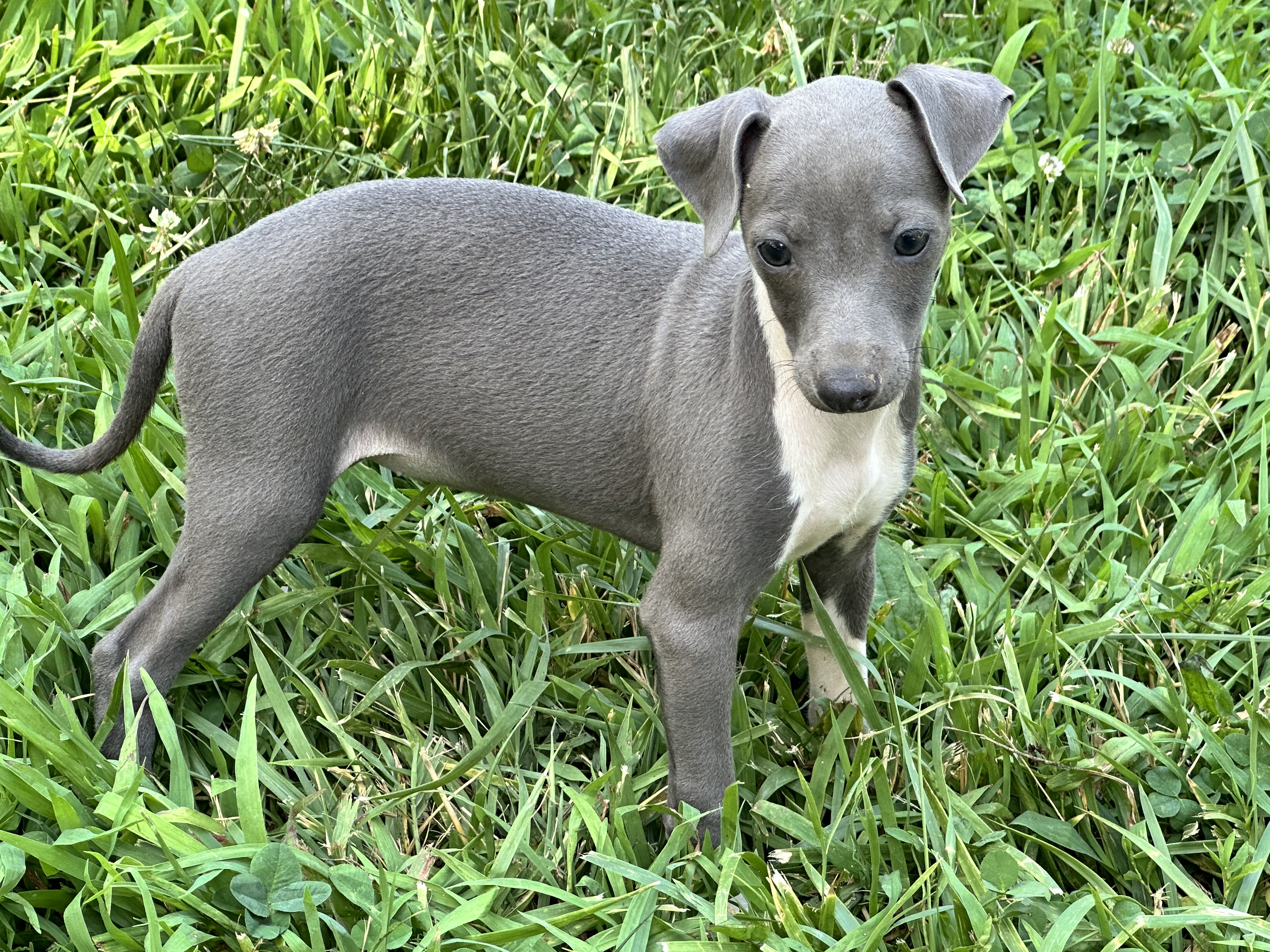 puppy, for, sale, Italian Greyhound, Kimberly  Dildine, dog, breeder, Willow Springs, MO, dog-breeder, puppy-for-sale, forsale, nearby, find, puppyfind, locator, puppylocator, aca