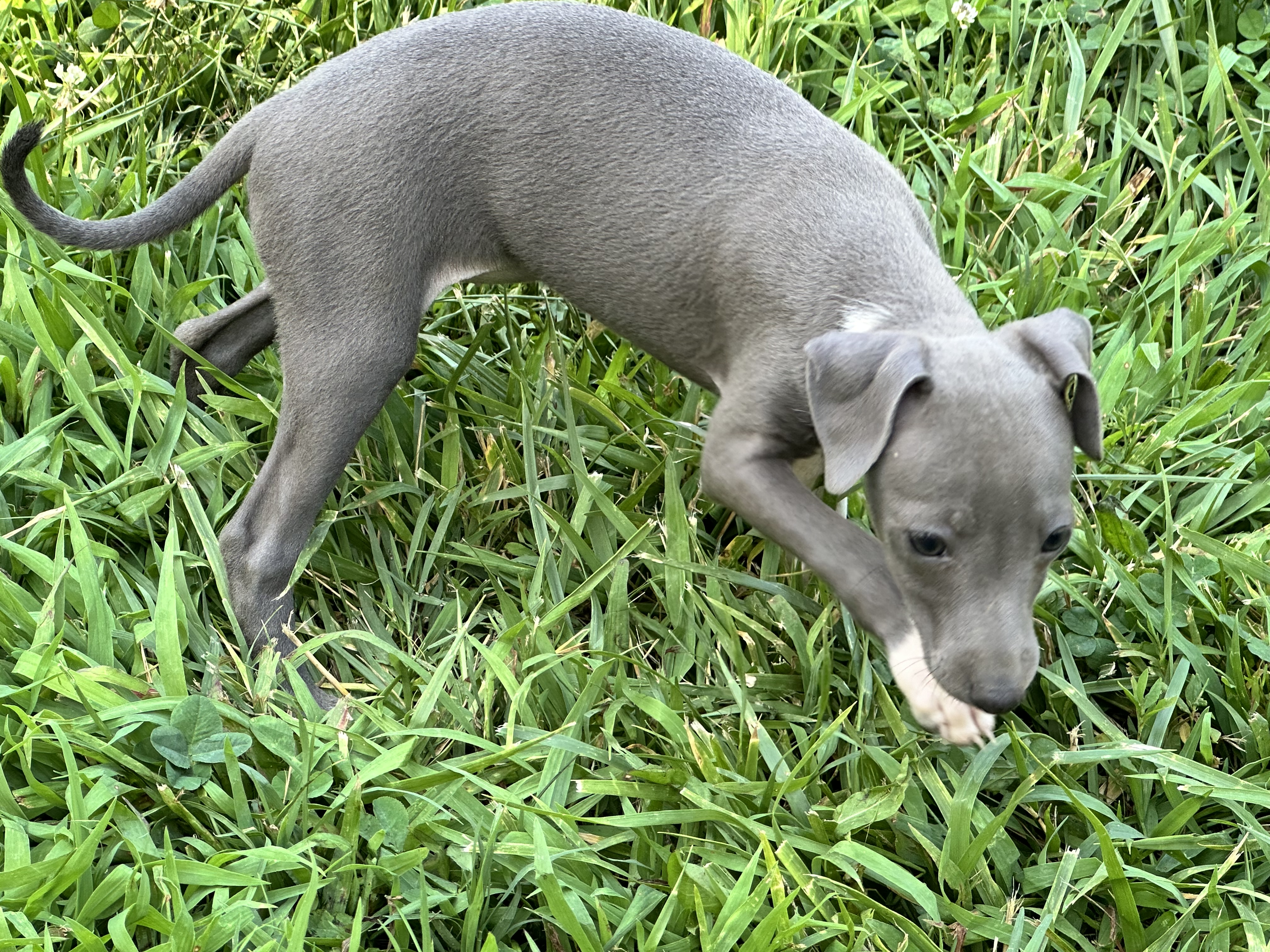 puppy, for, sale, Italian Greyhound, Kimberly  Dildine, dog, breeder, Willow Springs, MO, dog-breeder, puppy-for-sale, forsale, nearby, find, puppyfind, locator, puppylocator, aca