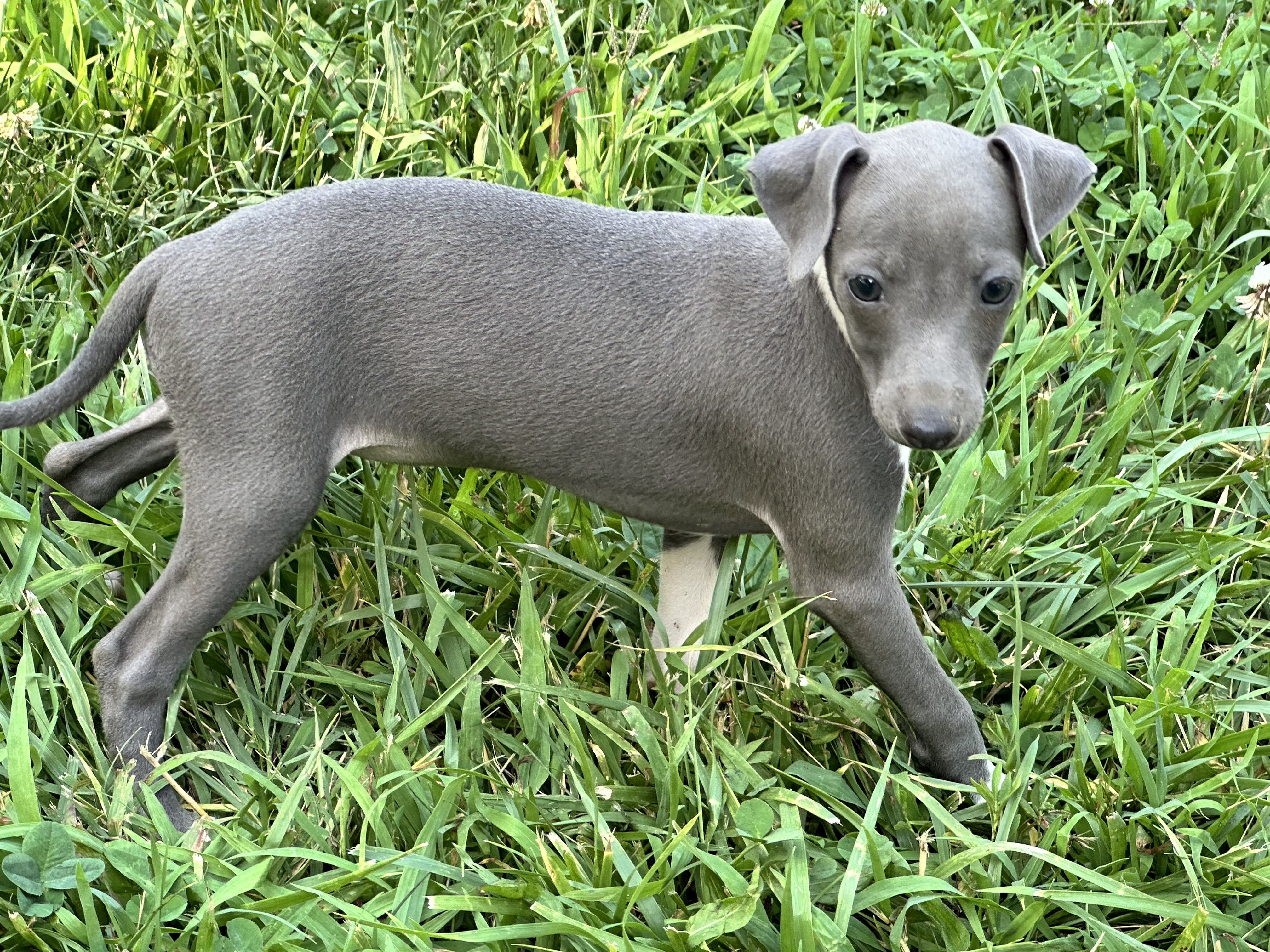 puppy, for, sale, Italian Greyhound, Kimberly  Dildine, dog, breeder, Willow Springs, MO, dog-breeder, puppy-for-sale, forsale, nearby, find, puppyfind, locator, puppylocator, aca