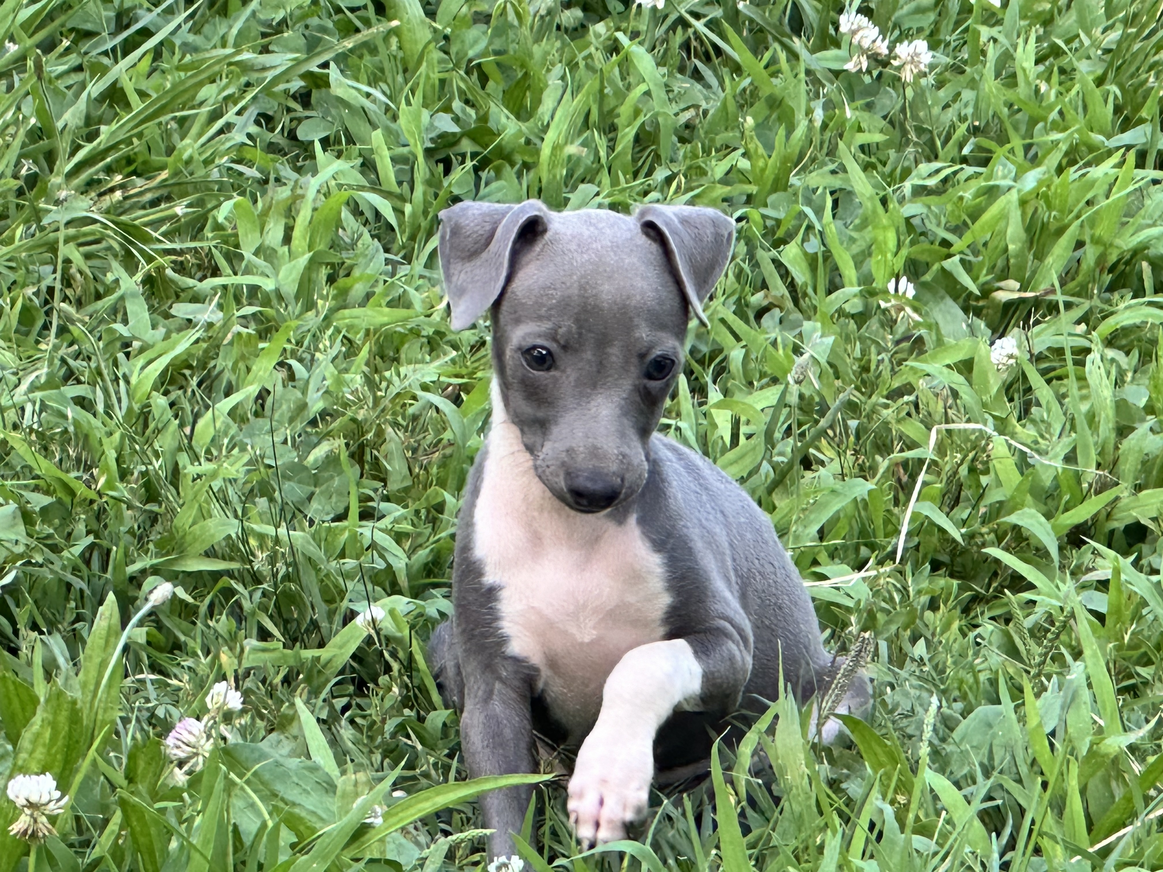 puppy, for, sale, Italian Greyhound, Kimberly  Dildine, dog, breeder, Willow Springs, MO, dog-breeder, puppy-for-sale, forsale, nearby, find, puppyfind, locator, puppylocator, aca