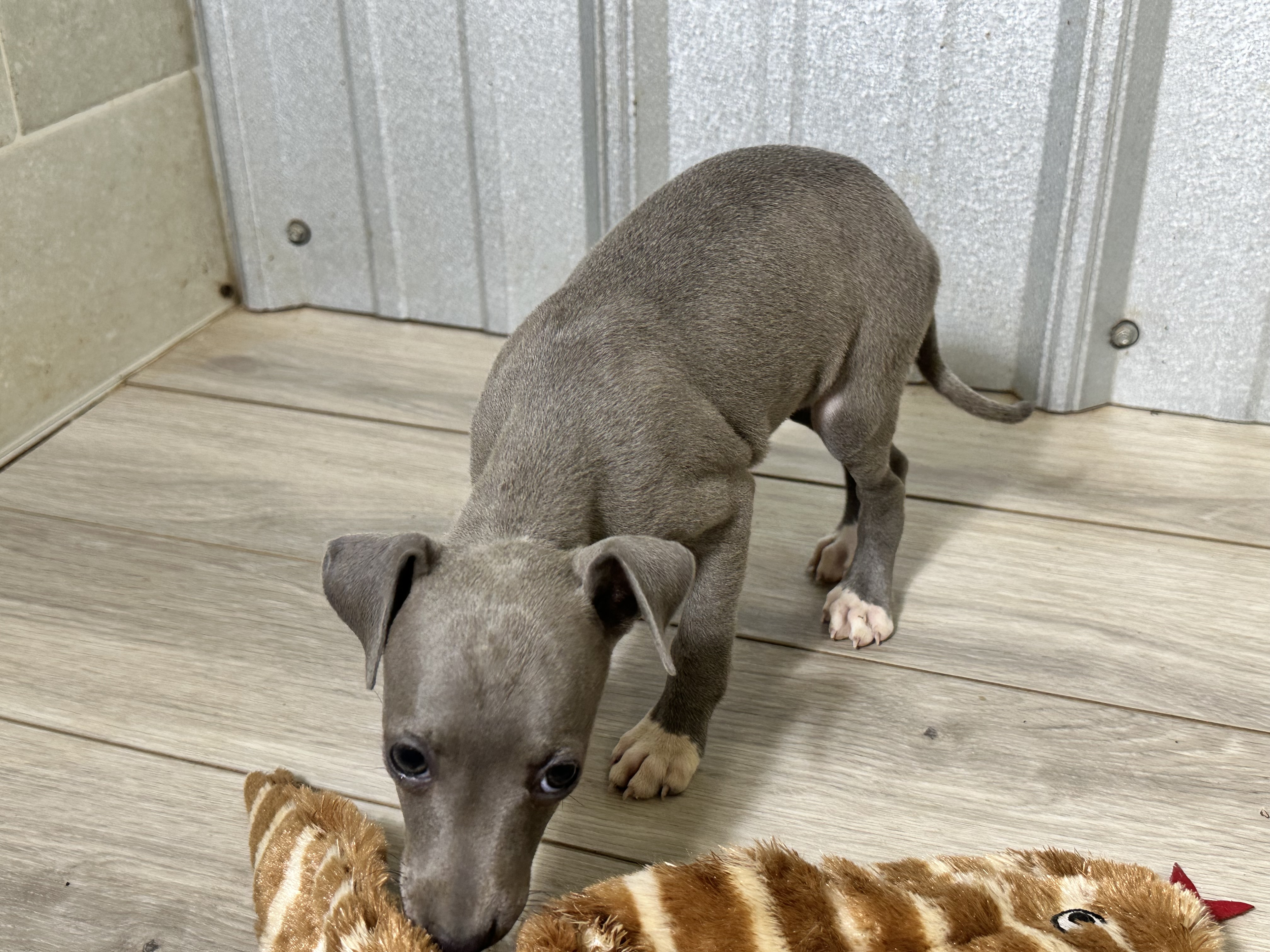 puppy, for, sale, Italian Greyhound, Kimberly  Dildine, dog, breeder, Willow Springs, MO, dog-breeder, puppy-for-sale, forsale, nearby, find, puppyfind, locator, puppylocator, aca