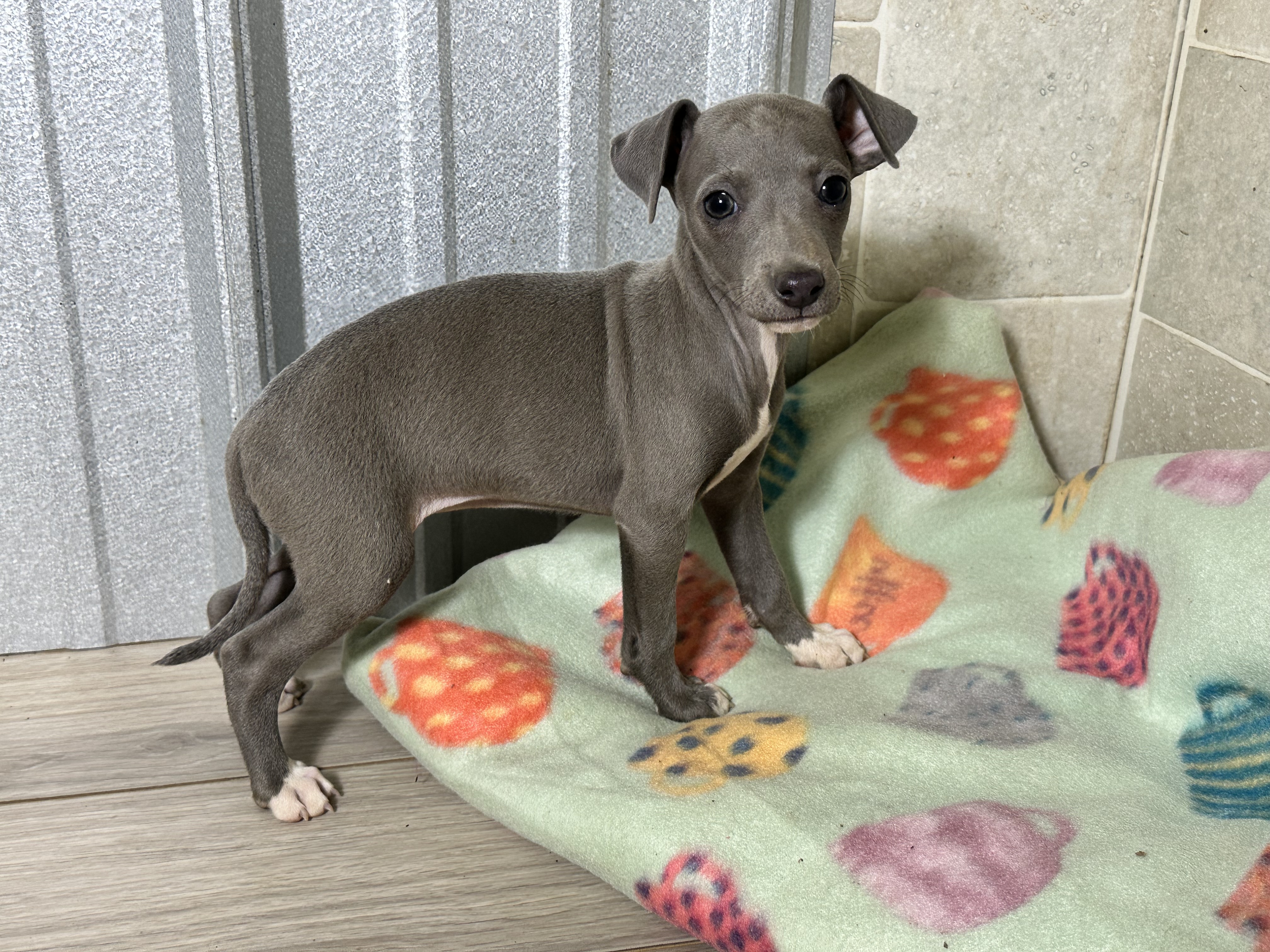 puppy, for, sale, Italian Greyhound, Kimberly  Dildine, dog, breeder, Willow Springs, MO, dog-breeder, puppy-for-sale, forsale, nearby, find, puppyfind, locator, puppylocator, aca