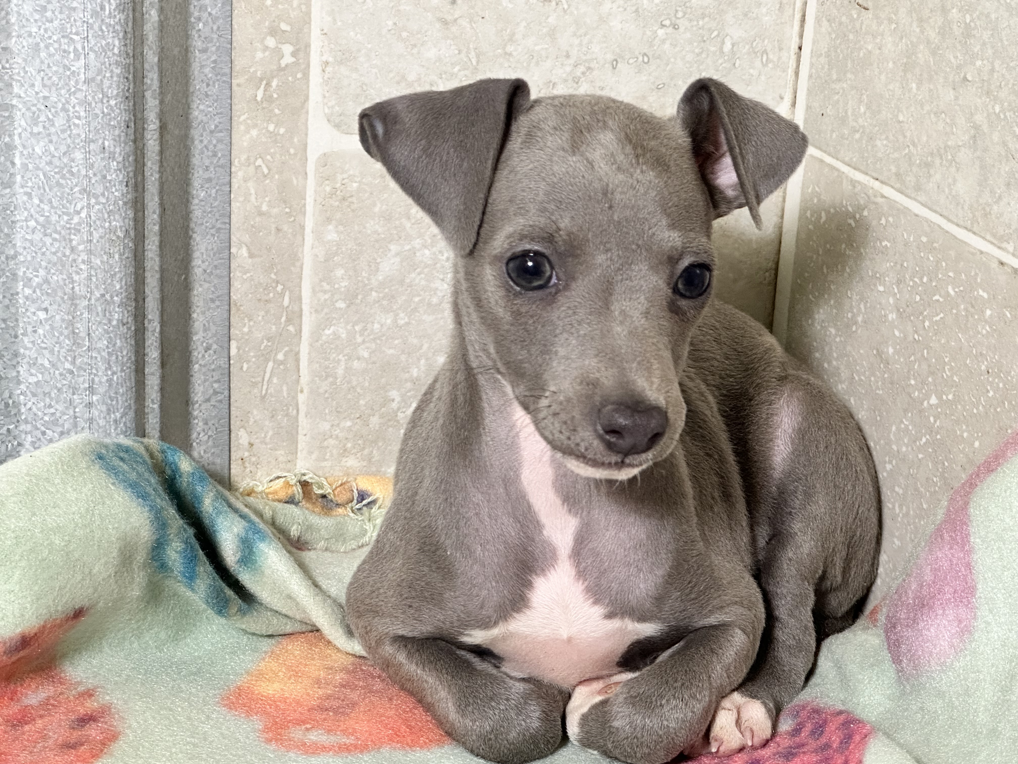 puppy, for, sale, Italian Greyhound, Kimberly  Dildine, dog, breeder, Willow Springs, MO, dog-breeder, puppy-for-sale, forsale, nearby, find, puppyfind, locator, puppylocator, aca