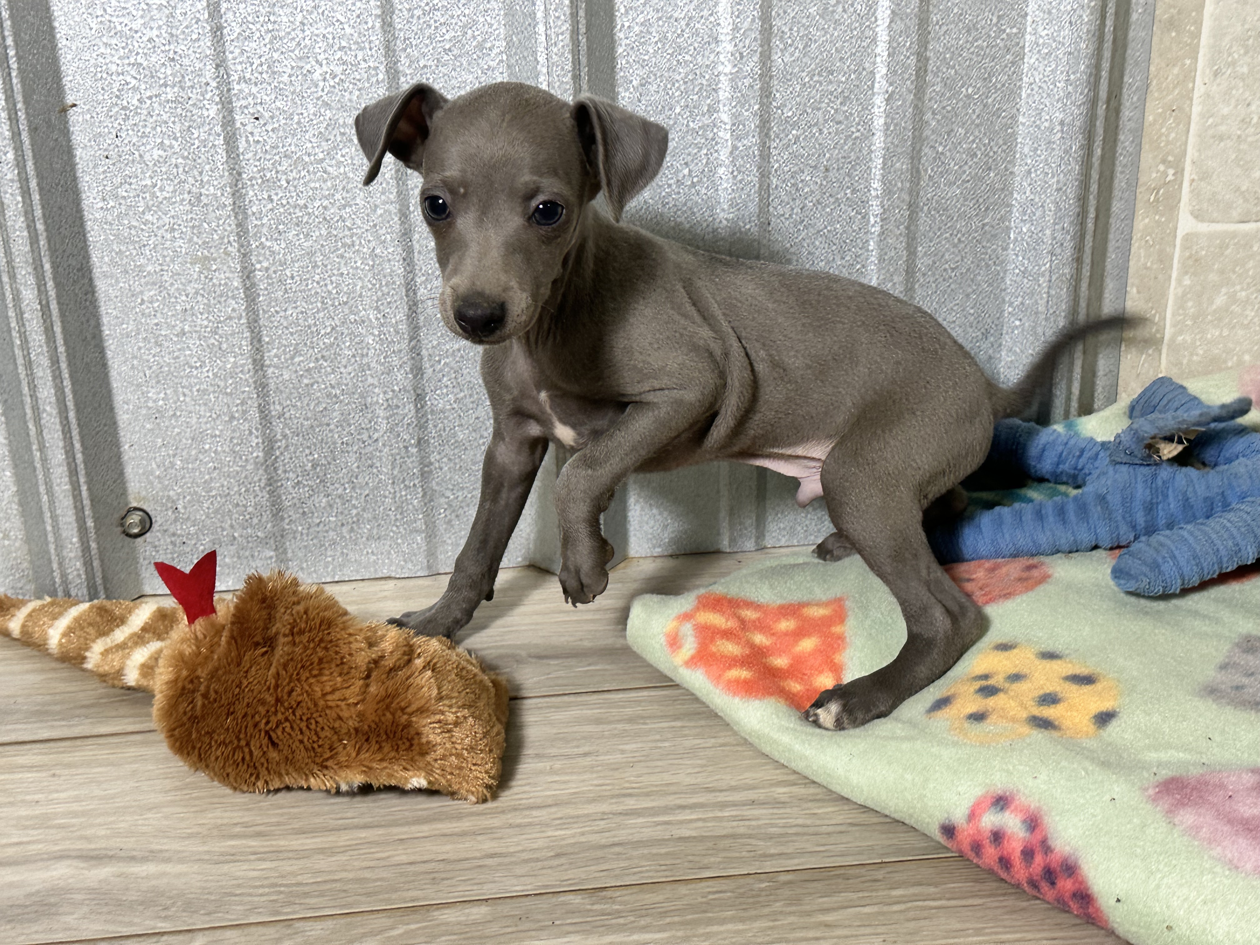 puppy, for, sale, Italian Greyhound, Kimberly  Dildine, dog, breeder, Willow Springs, MO, dog-breeder, puppy-for-sale, forsale, nearby, find, puppyfind, locator, puppylocator, aca