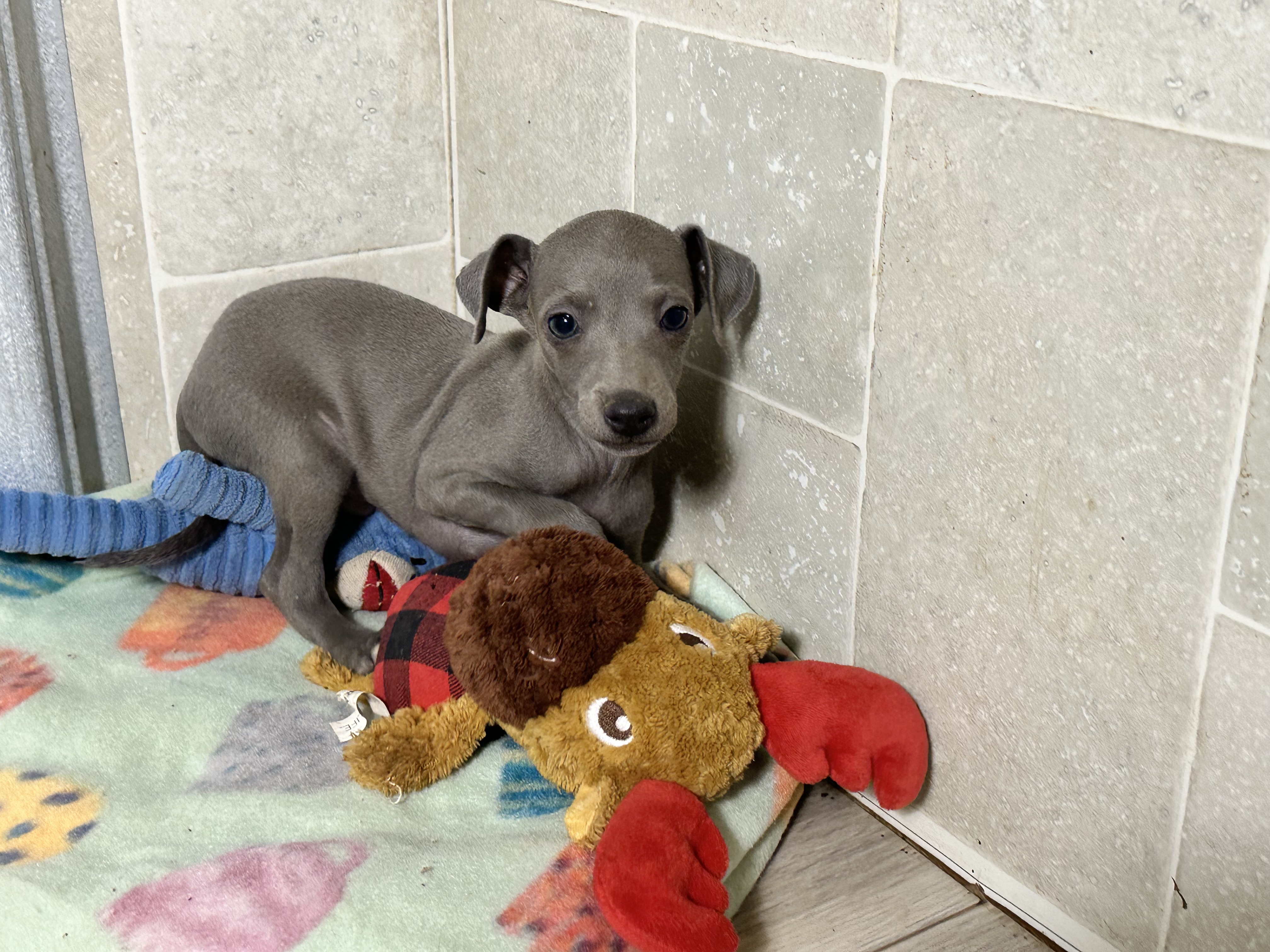 puppy, for, sale, Italian Greyhound, Kimberly  Dildine, dog, breeder, Willow Springs, MO, dog-breeder, puppy-for-sale, forsale, nearby, find, puppyfind, locator, puppylocator, aca