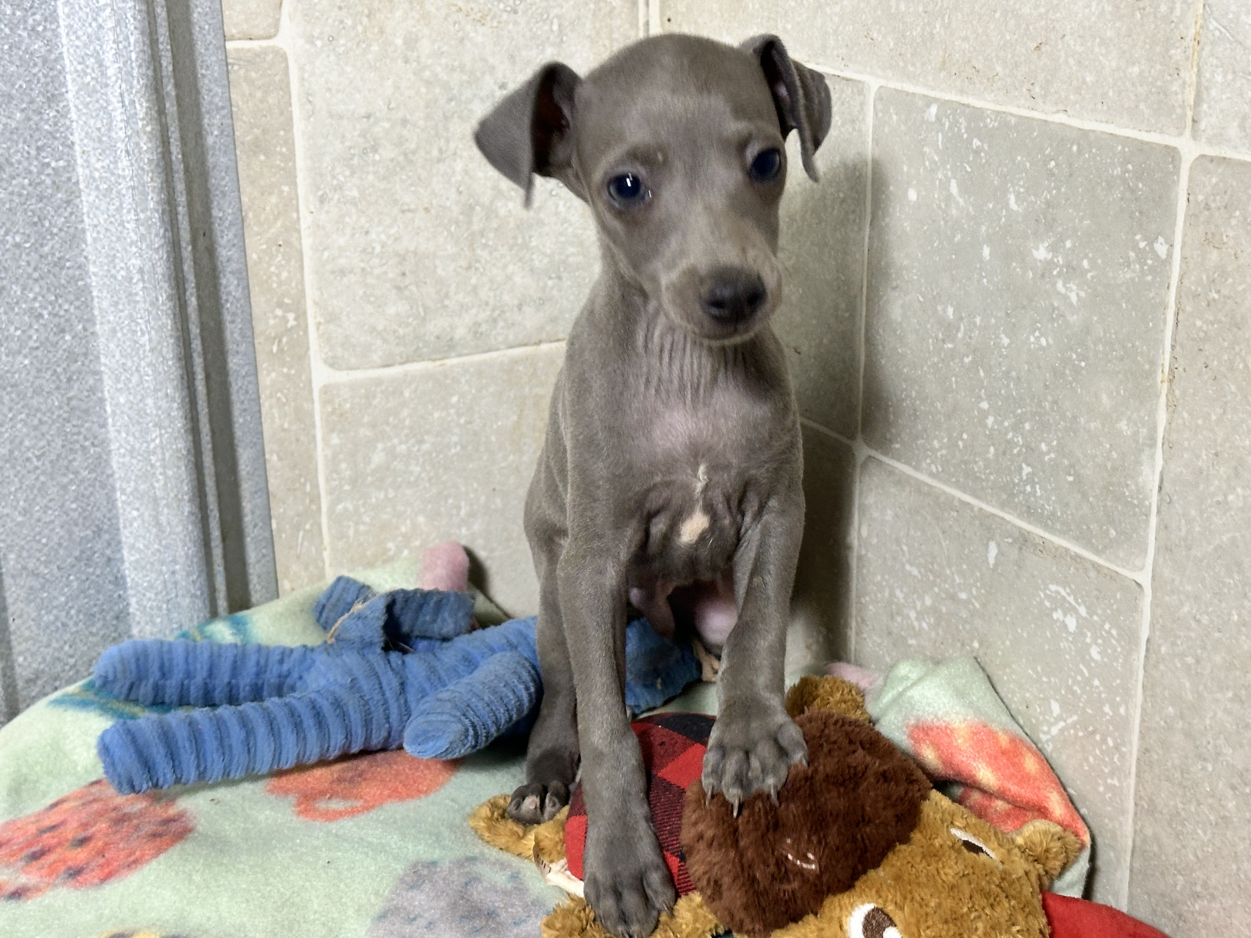 puppy, for, sale, Italian Greyhound, Kimberly  Dildine, dog, breeder, Willow Springs, MO, dog-breeder, puppy-for-sale, forsale, nearby, find, puppyfind, locator, puppylocator, aca