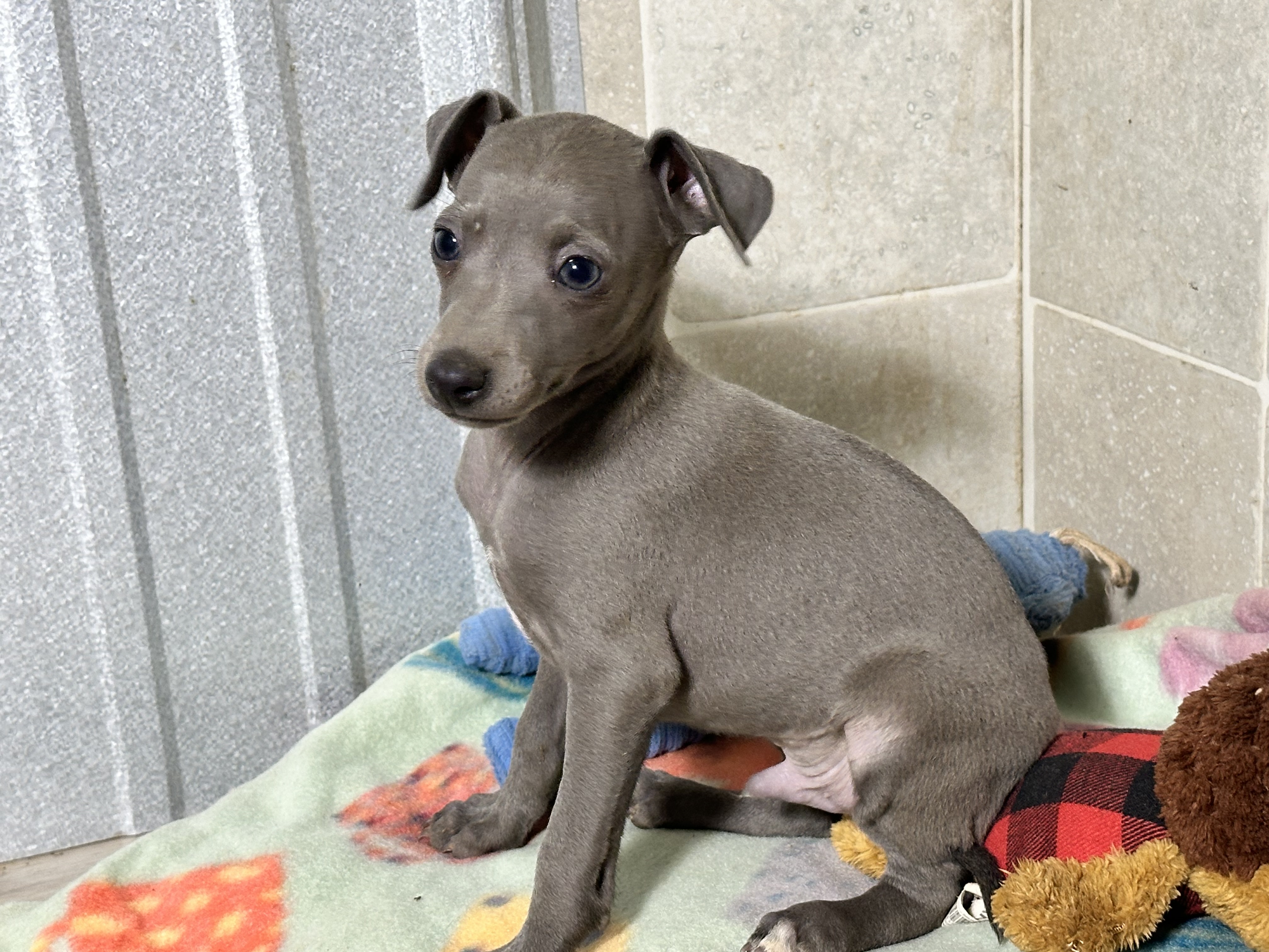 puppy, for, sale, Italian Greyhound, Kimberly  Dildine, dog, breeder, Willow Springs, MO, dog-breeder, puppy-for-sale, forsale, nearby, find, puppyfind, locator, puppylocator, aca