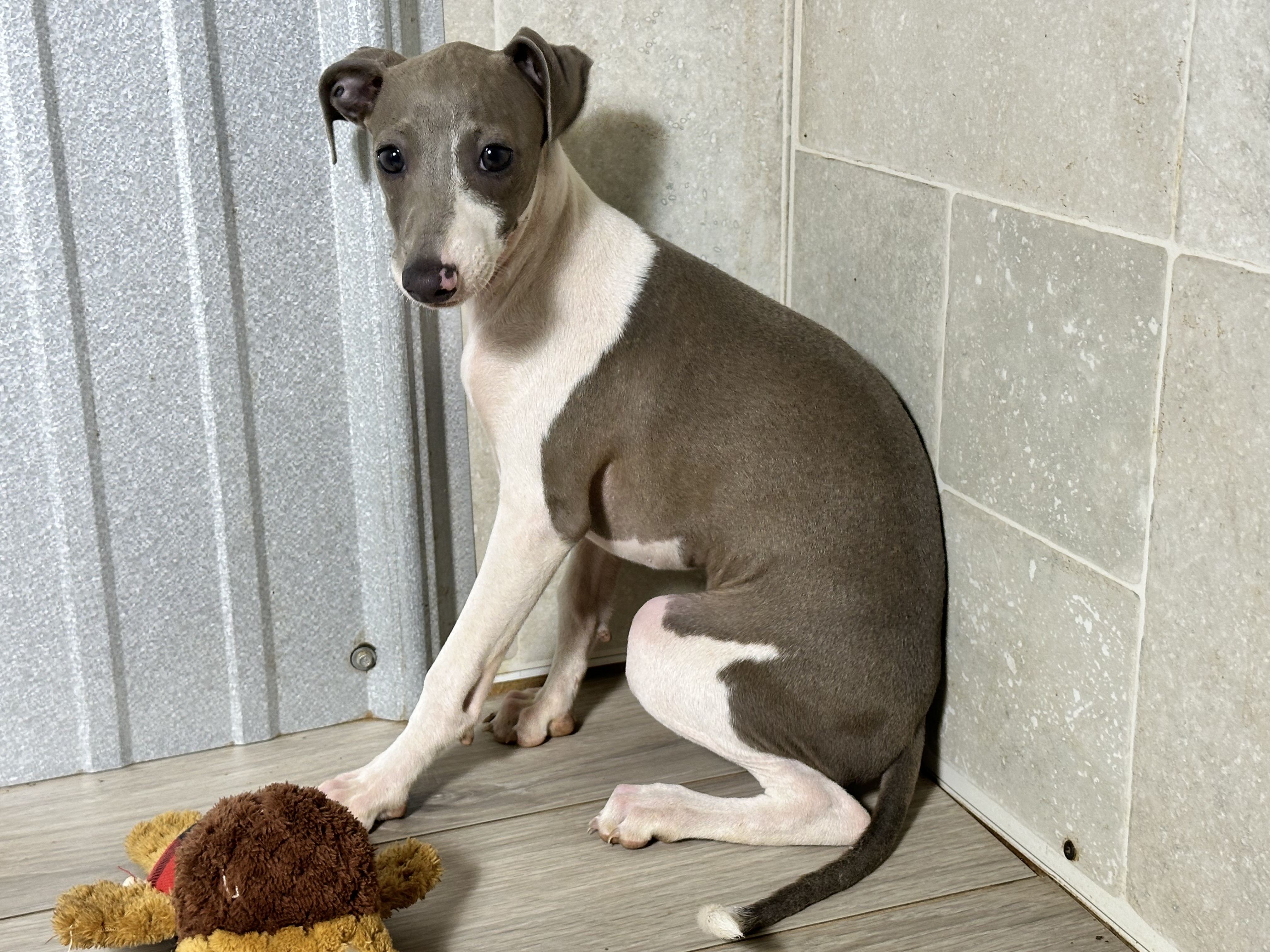 puppy, for, sale, Italian Greyhound, Kimberly  Dildine, dog, breeder, Willow Springs, MO, dog-breeder, puppy-for-sale, forsale, nearby, find, puppyfind, locator, puppylocator, aca