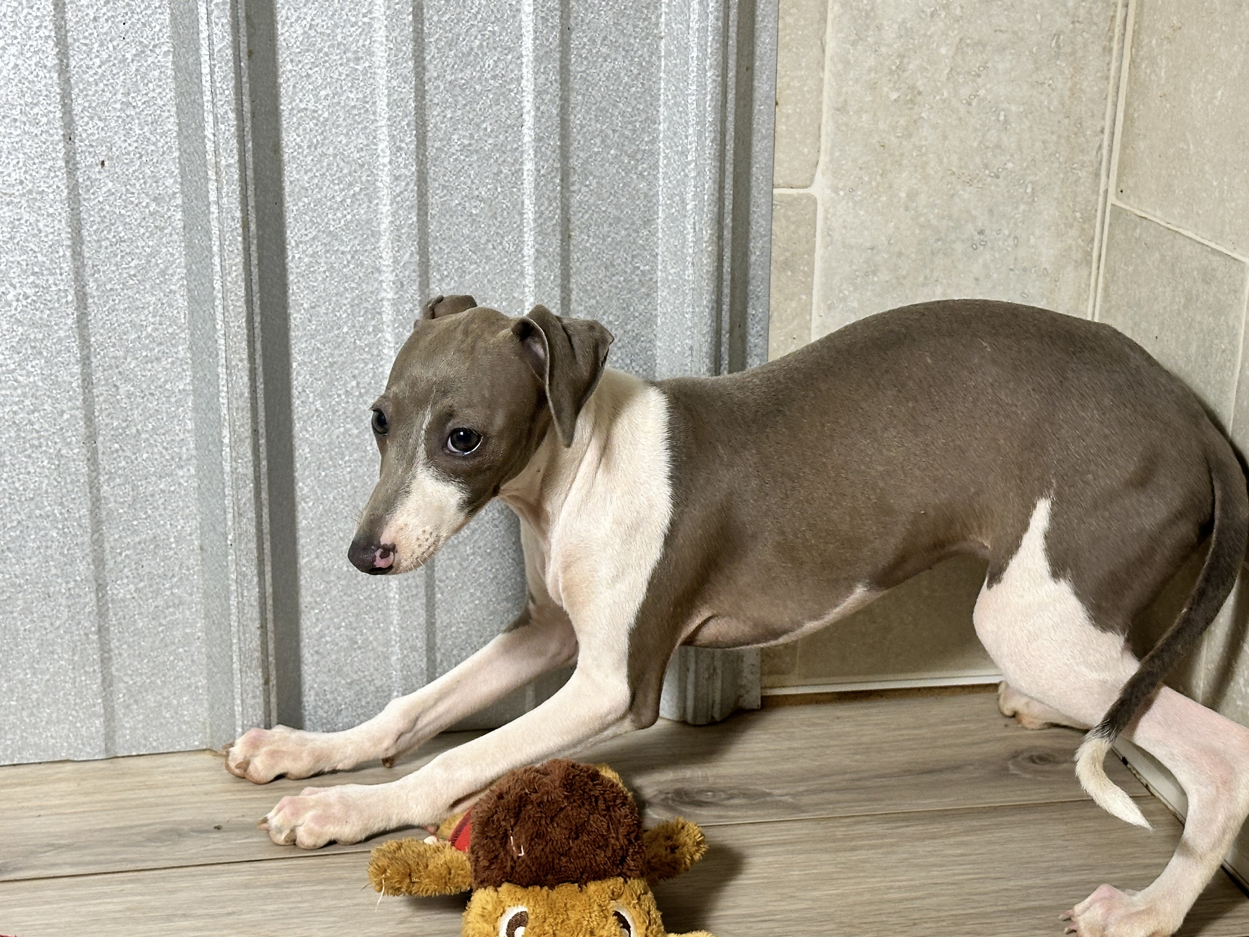 puppy, for, sale, Italian Greyhound, Kimberly  Dildine, dog, breeder, Willow Springs, MO, dog-breeder, puppy-for-sale, forsale, nearby, find, puppyfind, locator, puppylocator, aca