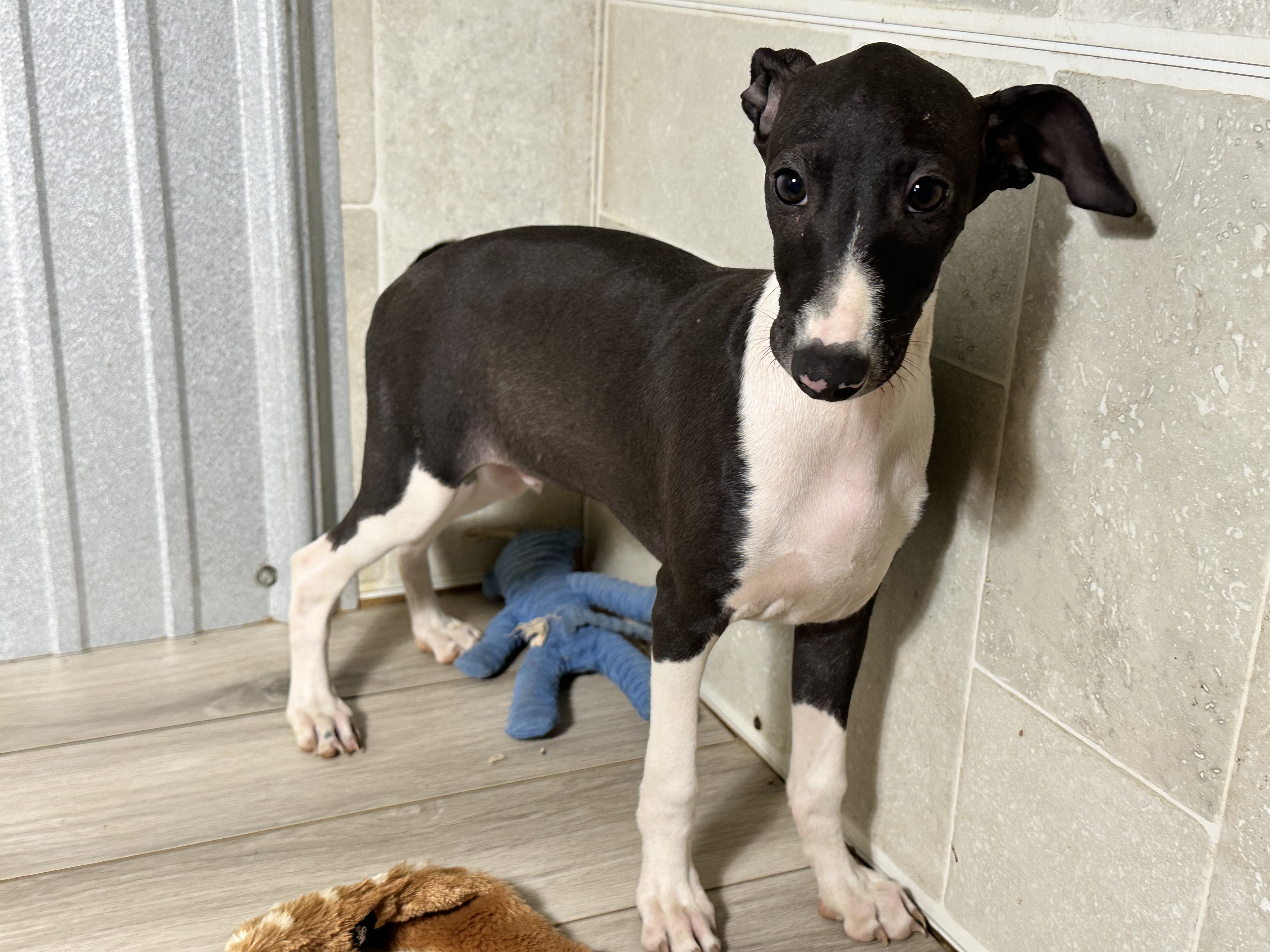 puppy, for, sale, Italian Greyhound, Kimberly  Dildine, dog, breeder, Willow Springs, MO, dog-breeder, puppy-for-sale, forsale, nearby, find, puppyfind, locator, puppylocator, aca