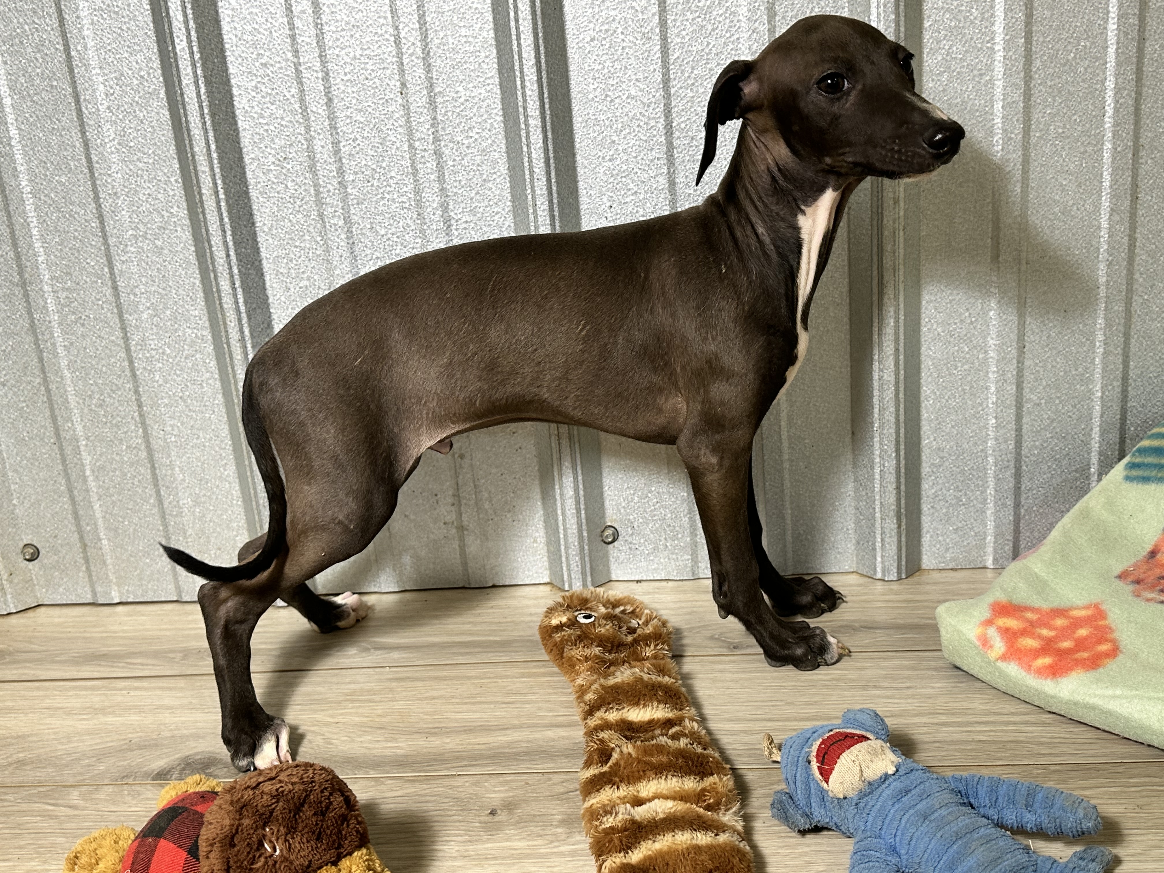 puppy, for, sale, Italian Greyhound, Kimberly  Dildine, dog, breeder, Willow Springs, MO, dog-breeder, puppy-for-sale, forsale, nearby, find, puppyfind, locator, puppylocator, aca