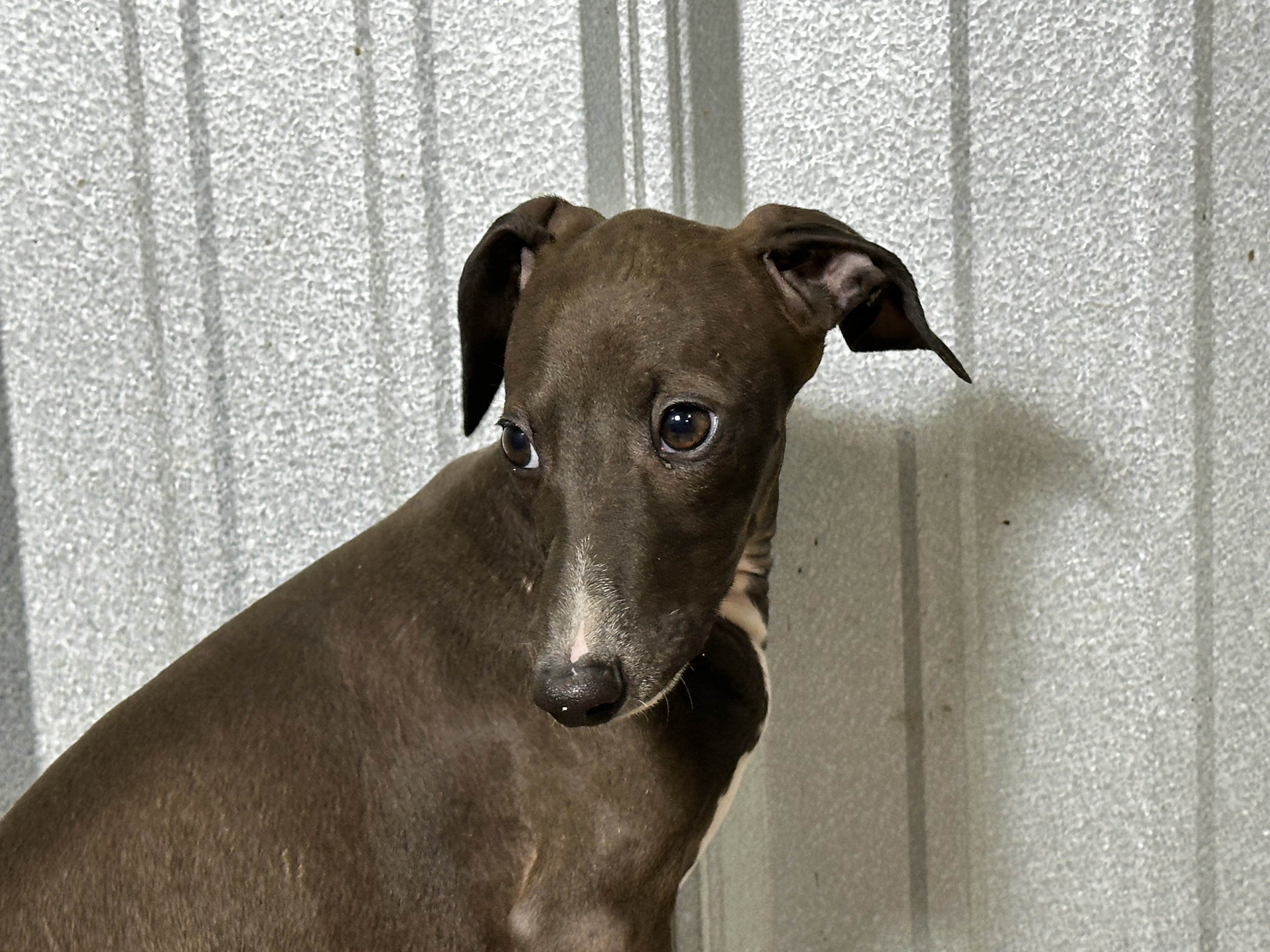 puppy, for, sale, Italian Greyhound, Kimberly  Dildine, dog, breeder, Willow Springs, MO, dog-breeder, puppy-for-sale, forsale, nearby, find, puppyfind, locator, puppylocator, aca