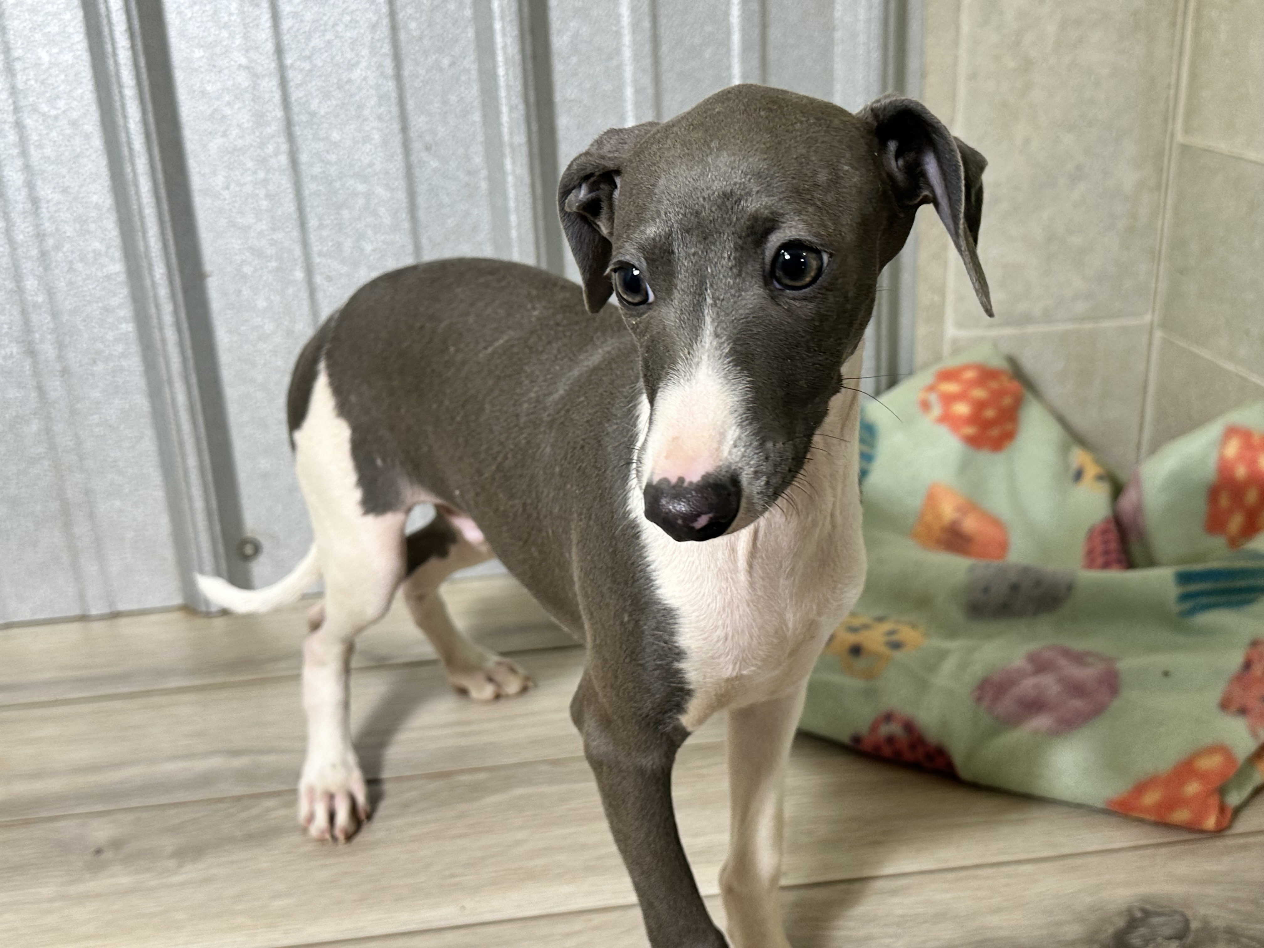 puppy, for, sale, Italian Greyhound, Kimberly  Dildine, dog, breeder, Willow Springs, MO, dog-breeder, puppy-for-sale, forsale, nearby, find, puppyfind, locator, puppylocator, aca