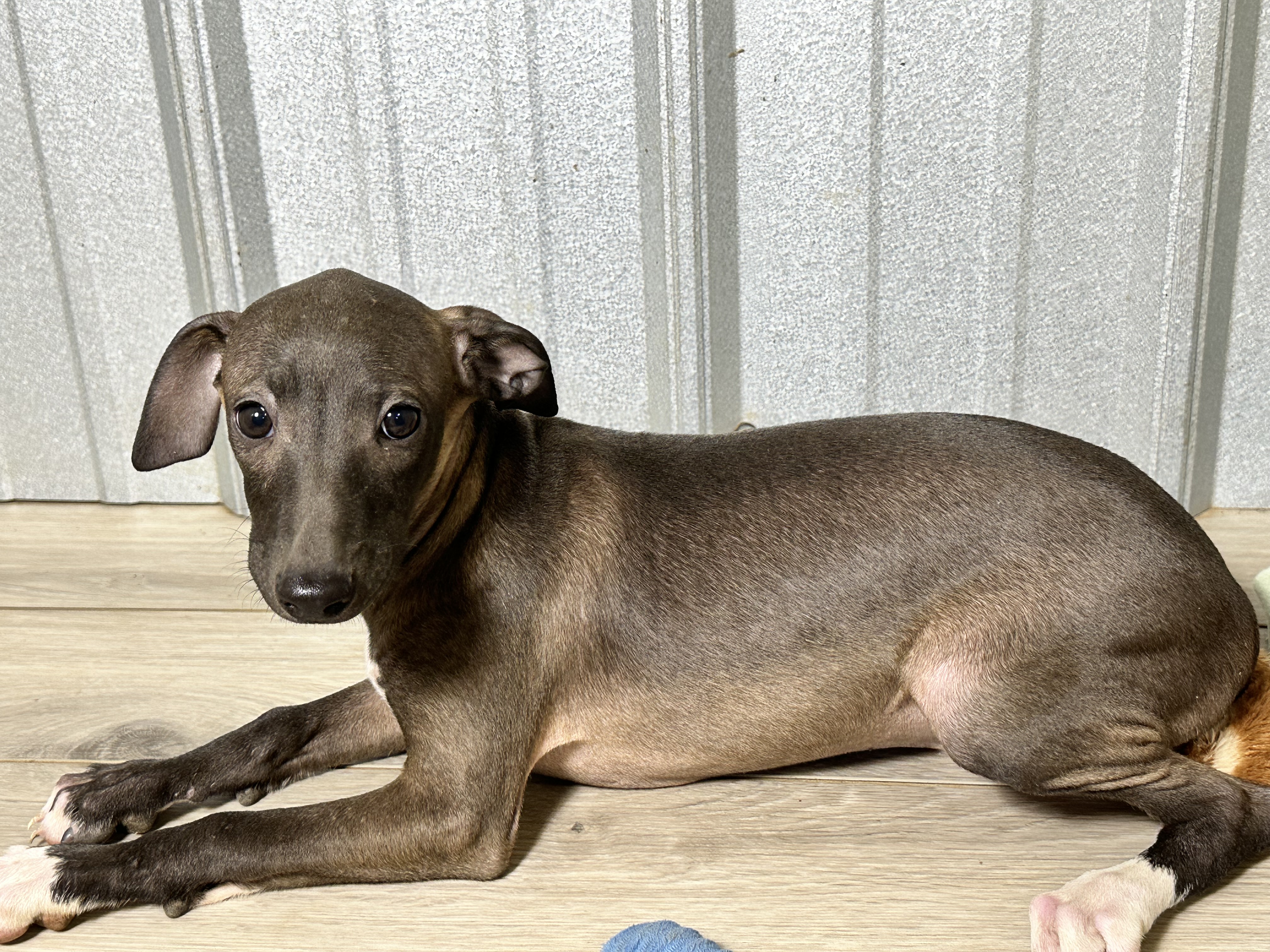 puppy, for, sale, Italian Greyhound, Kimberly  Dildine, dog, breeder, Willow Springs, MO, dog-breeder, puppy-for-sale, forsale, nearby, find, puppyfind, locator, puppylocator, aca