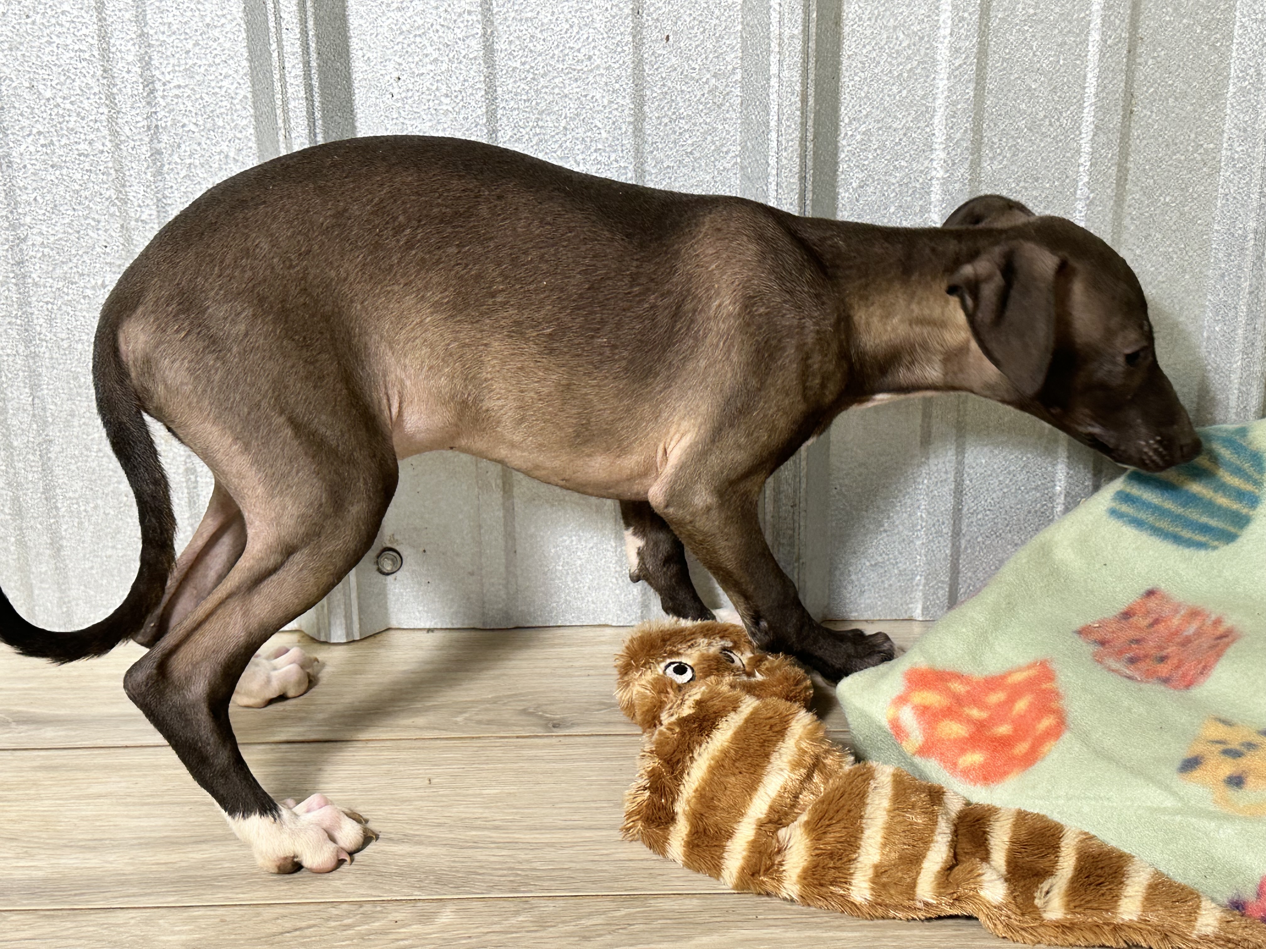 puppy, for, sale, Italian Greyhound, Kimberly  Dildine, dog, breeder, Willow Springs, MO, dog-breeder, puppy-for-sale, forsale, nearby, find, puppyfind, locator, puppylocator, aca