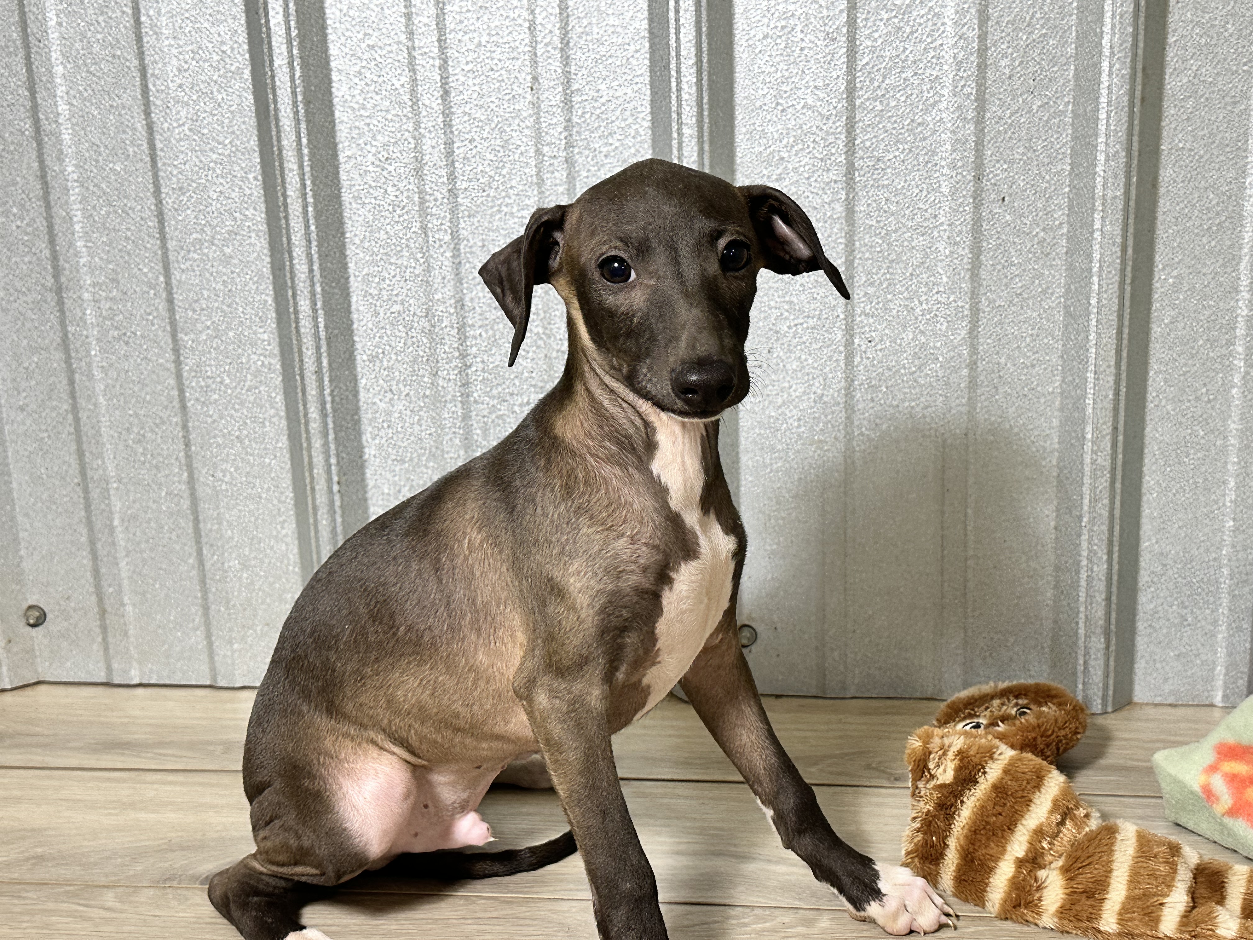 puppy, for, sale, Italian Greyhound, Kimberly  Dildine, dog, breeder, Willow Springs, MO, dog-breeder, puppy-for-sale, forsale, nearby, find, puppyfind, locator, puppylocator, aca