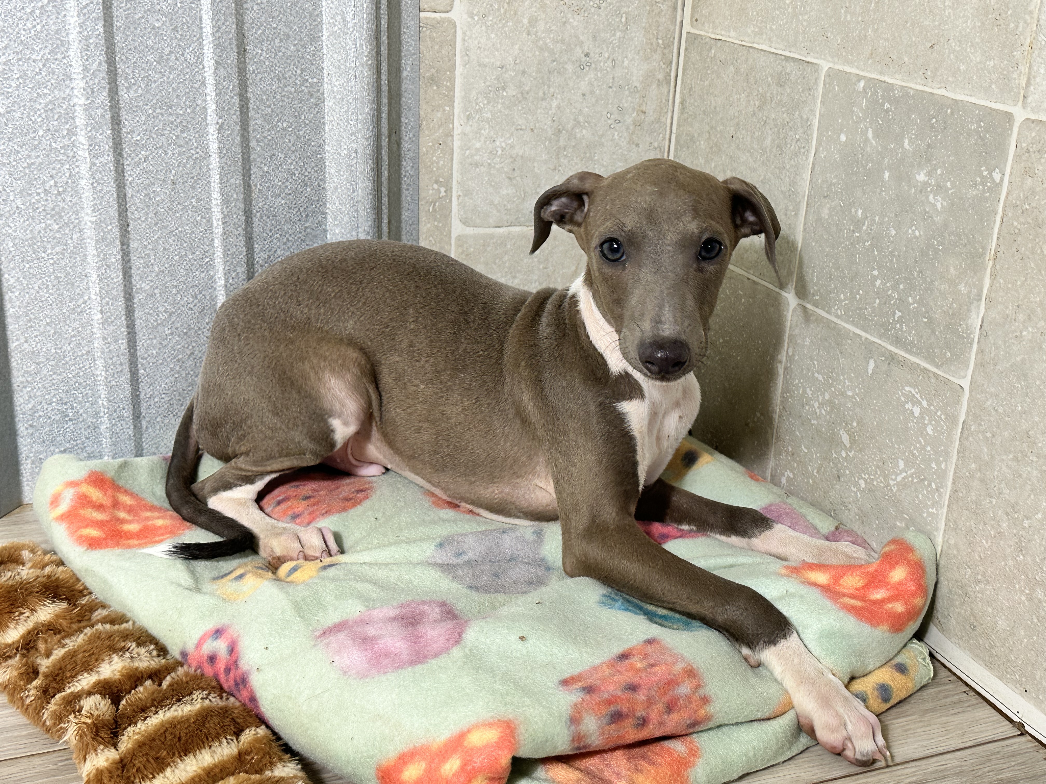 puppy, for, sale, Italian Greyhound, Kimberly  Dildine, dog, breeder, Willow Springs, MO, dog-breeder, puppy-for-sale, forsale, nearby, find, puppyfind, locator, puppylocator, aca