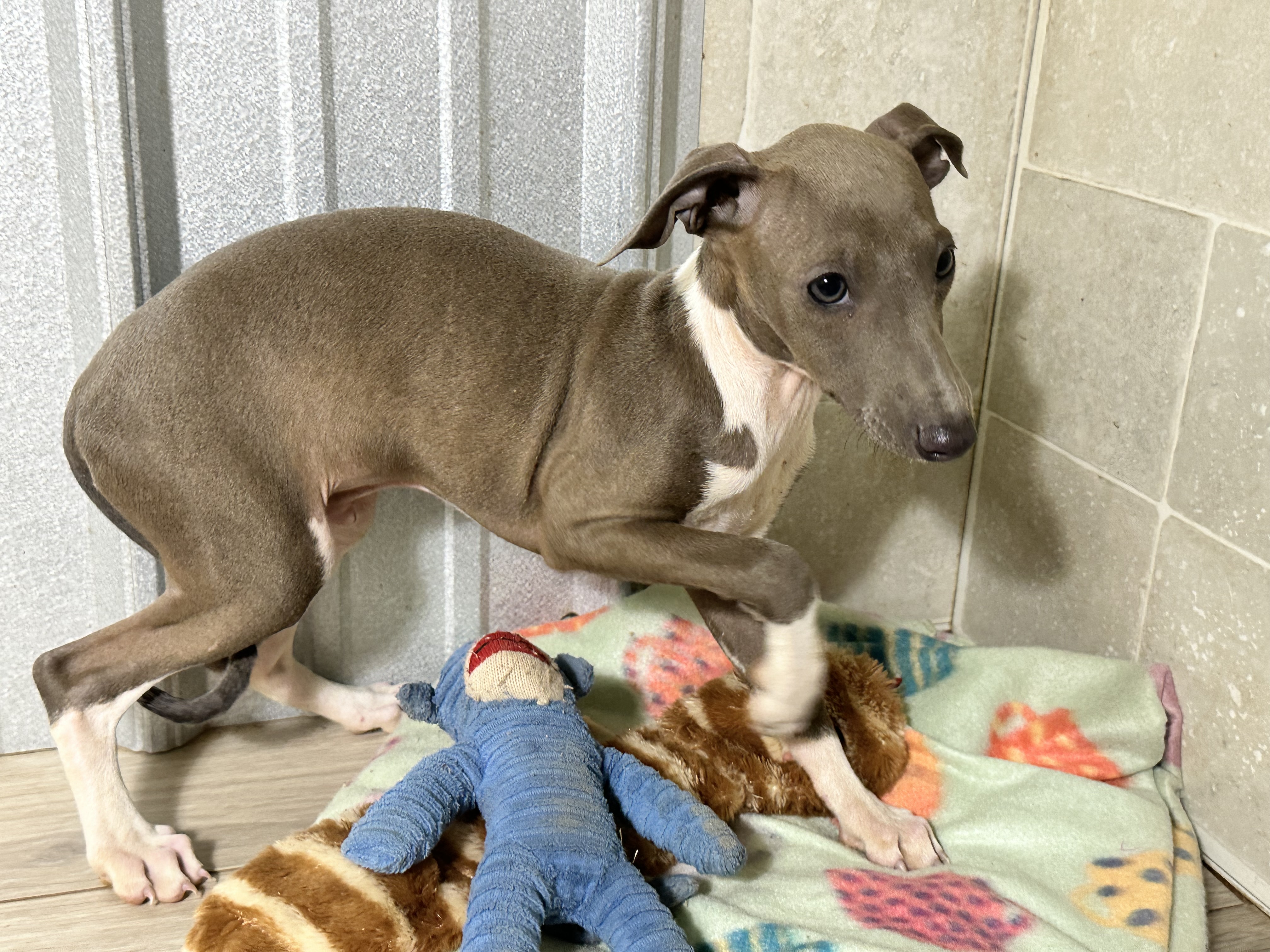 puppy, for, sale, Italian Greyhound, Kimberly  Dildine, dog, breeder, Willow Springs, MO, dog-breeder, puppy-for-sale, forsale, nearby, find, puppyfind, locator, puppylocator, aca