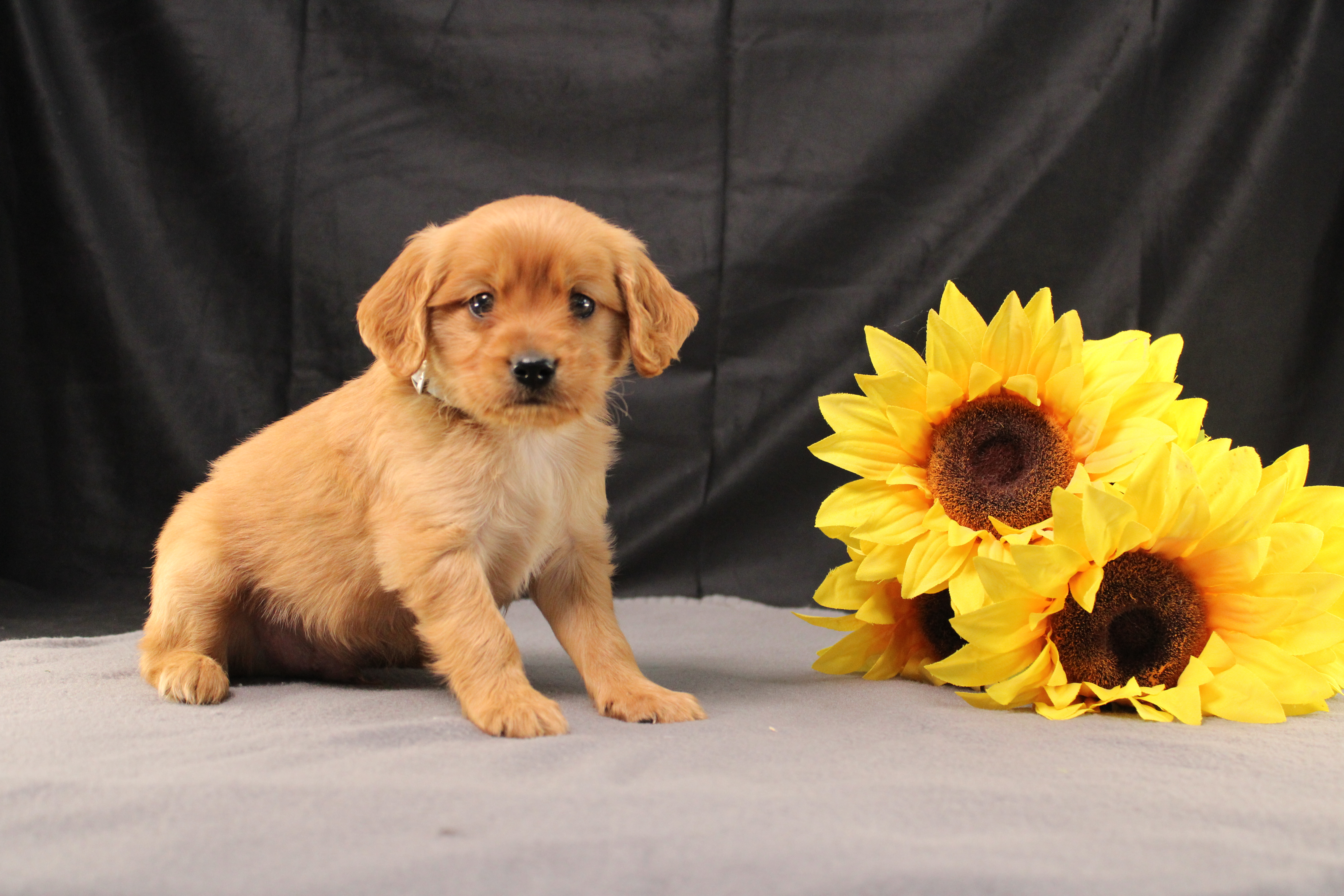 puppy, for, sale, Miniature Golden Retriever, Ivan J. Stoltzfus, dog, breeder, Dornsife, PA, dog-breeder, puppy-for-sale, forsale, nearby, find, puppyfind, locator, puppylocator, aca