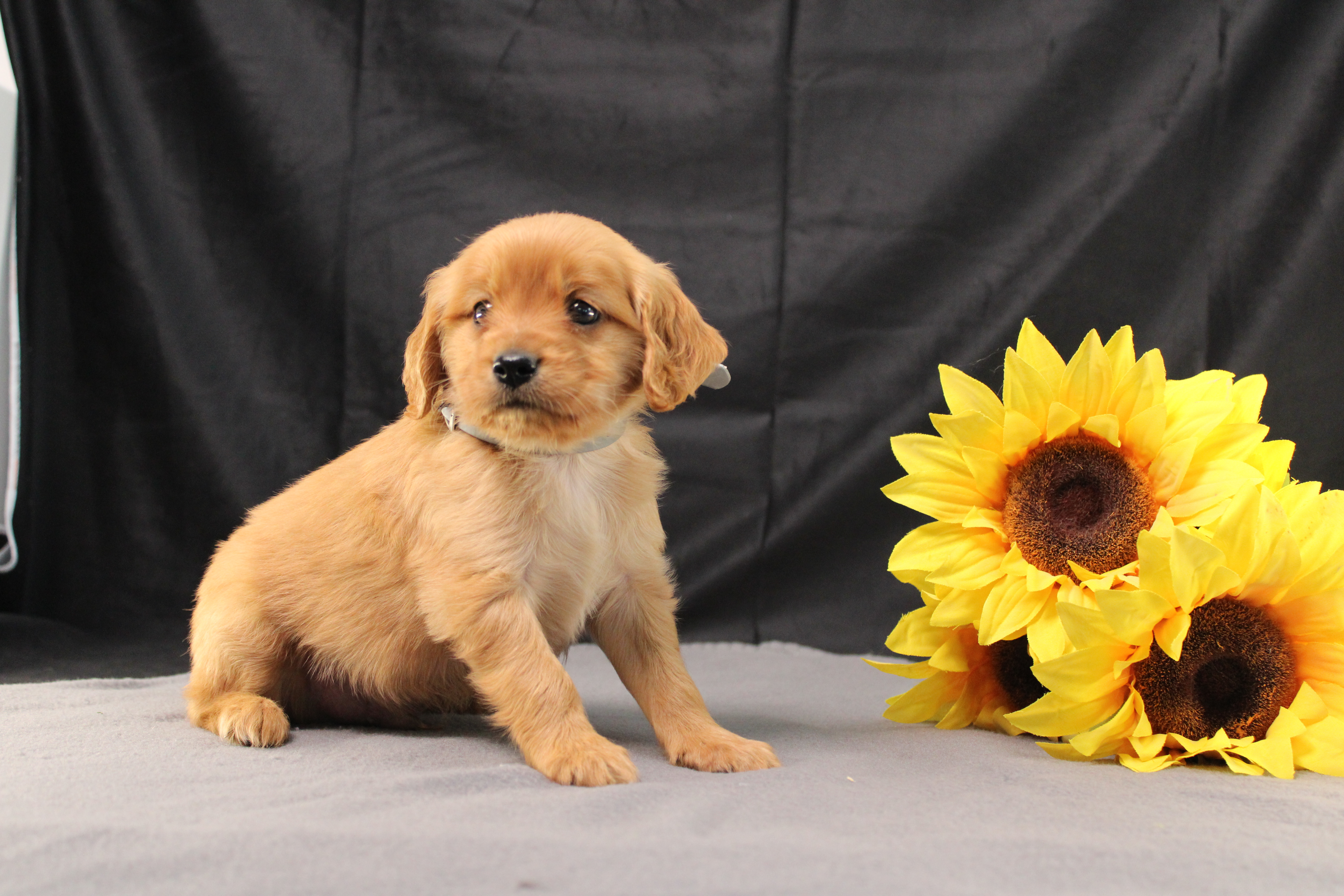 puppy, for, sale, Miniature Golden Retriever, Ivan J. Stoltzfus, dog, breeder, Dornsife, PA, dog-breeder, puppy-for-sale, forsale, nearby, find, puppyfind, locator, puppylocator, aca