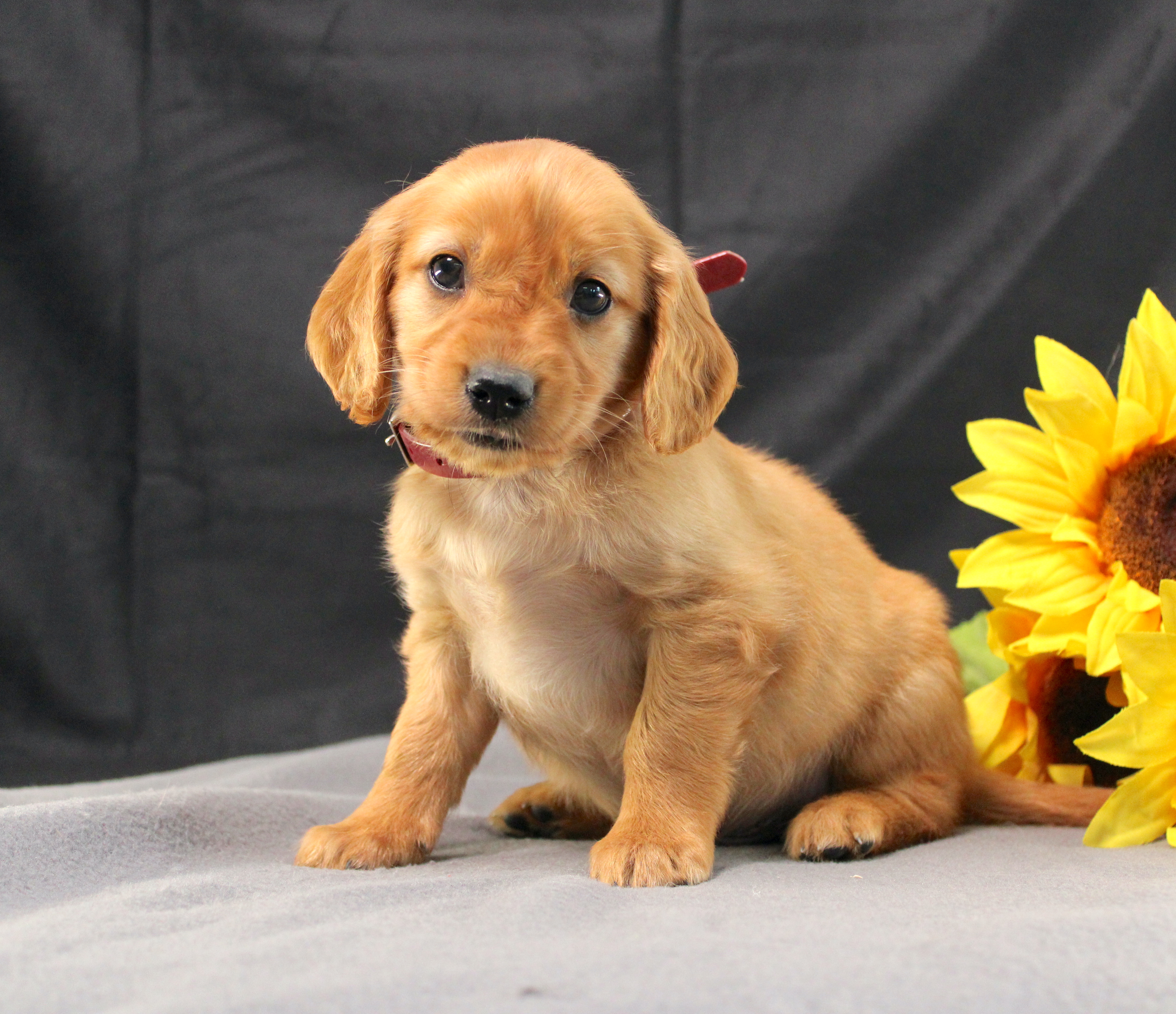 puppy, for, sale, Miniature Golden Retriever, Ivan J. Stoltzfus, dog, breeder, Dornsife, PA, dog-breeder, puppy-for-sale, forsale, nearby, find, puppyfind, locator, puppylocator, aca