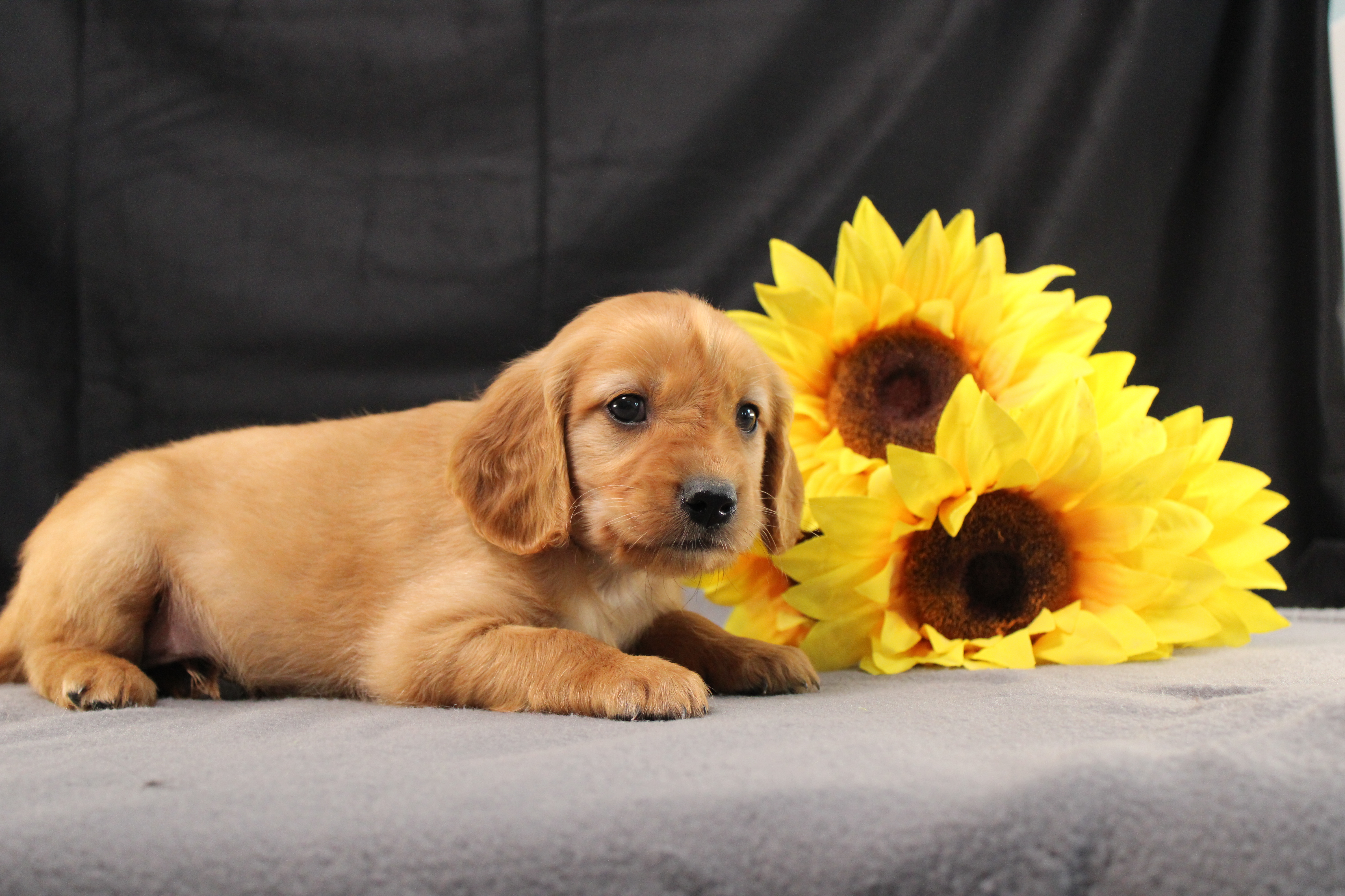 puppy, for, sale, Miniature Golden Retriever, Ivan J. Stoltzfus, dog, breeder, Dornsife, PA, dog-breeder, puppy-for-sale, forsale, nearby, find, puppyfind, locator, puppylocator, aca