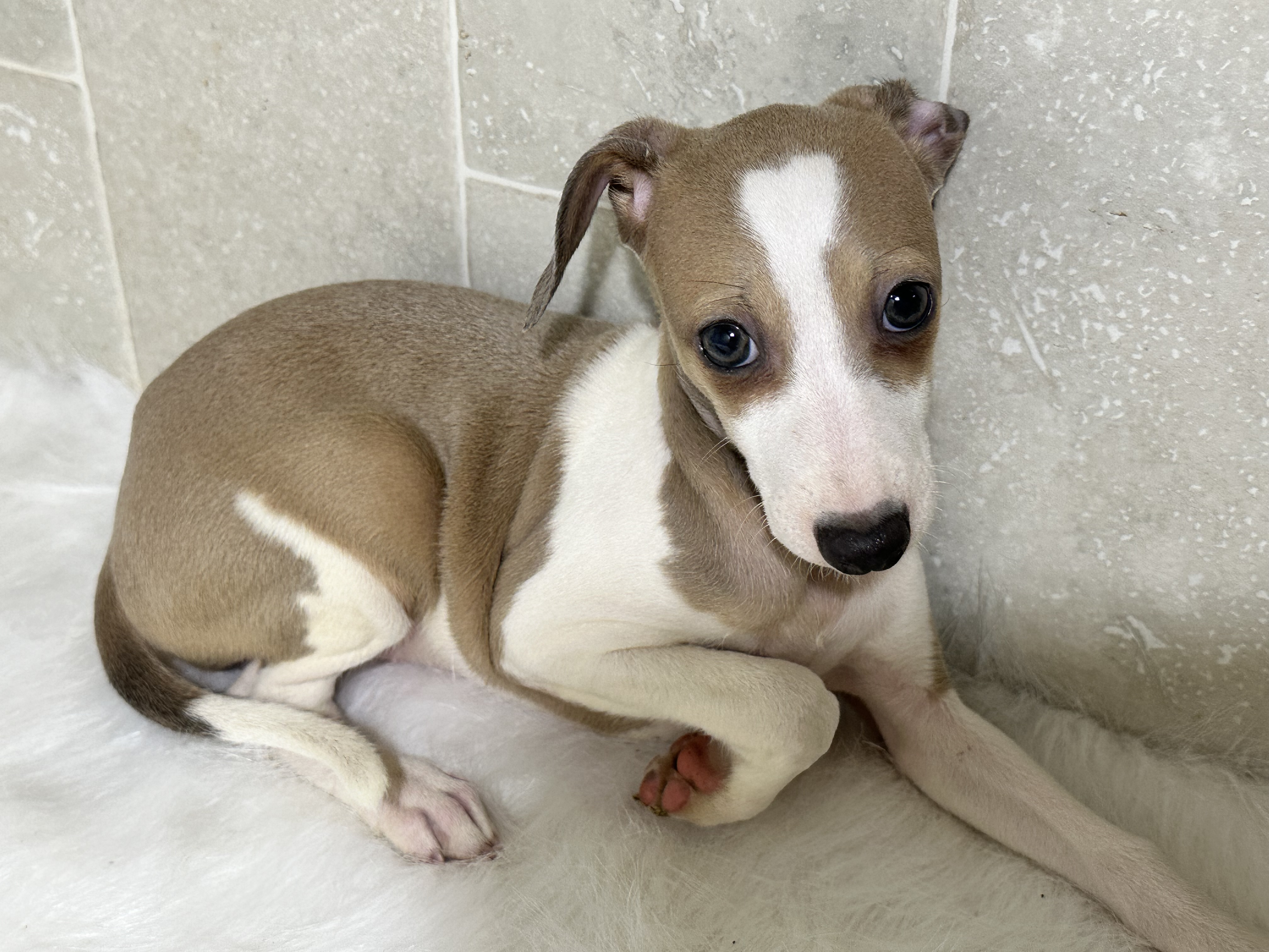 puppy, for, sale, Italian Greyhound, Kimberly  Dildine, dog, breeder, Willow Springs, MO, dog-breeder, puppy-for-sale, forsale, nearby, find, puppyfind, locator, puppylocator, aca