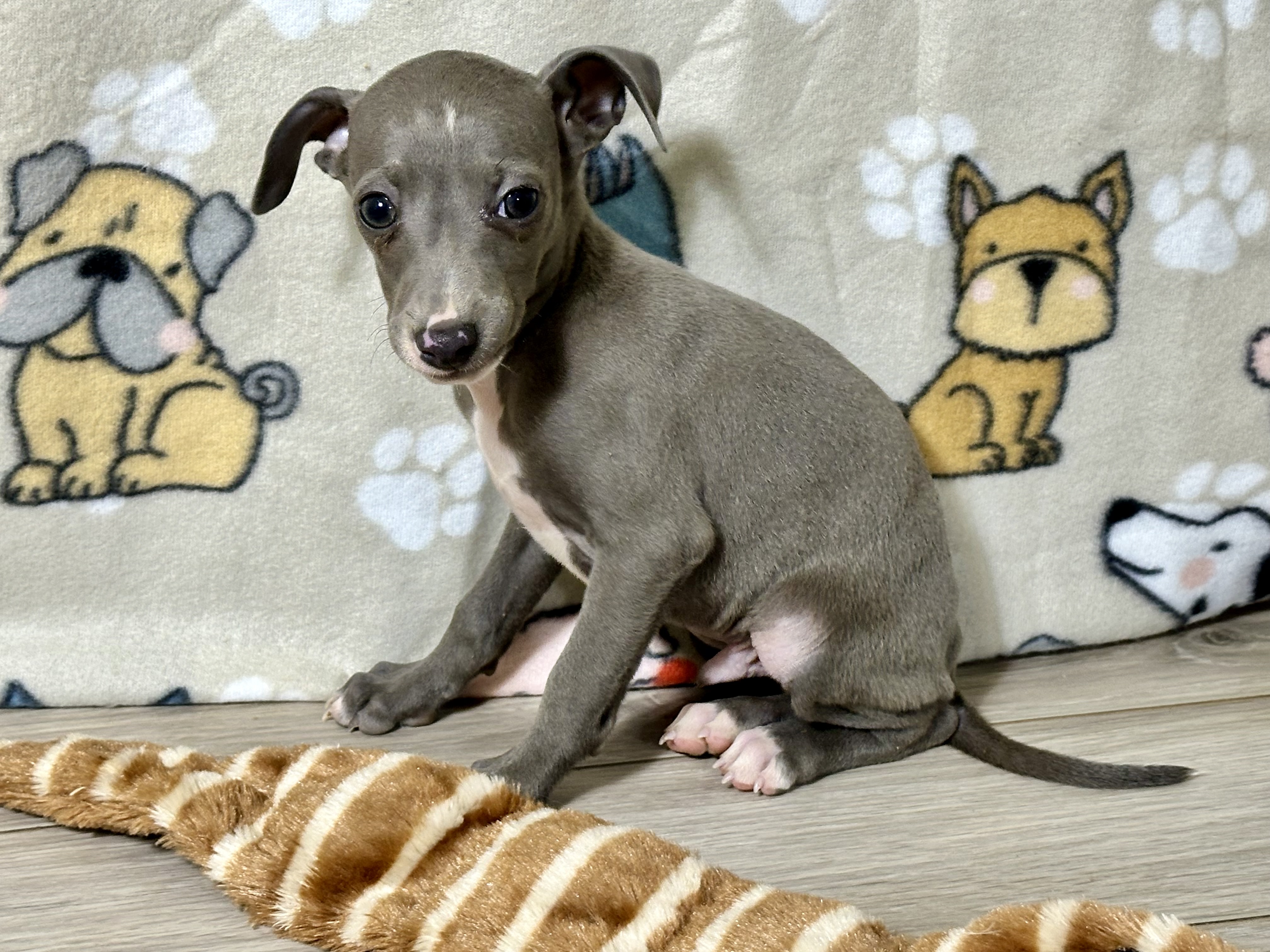 puppy, for, sale, Italian Greyhound, Kimberly  Dildine, dog, breeder, Willow Springs, MO, dog-breeder, puppy-for-sale, forsale, nearby, find, puppyfind, locator, puppylocator, aca