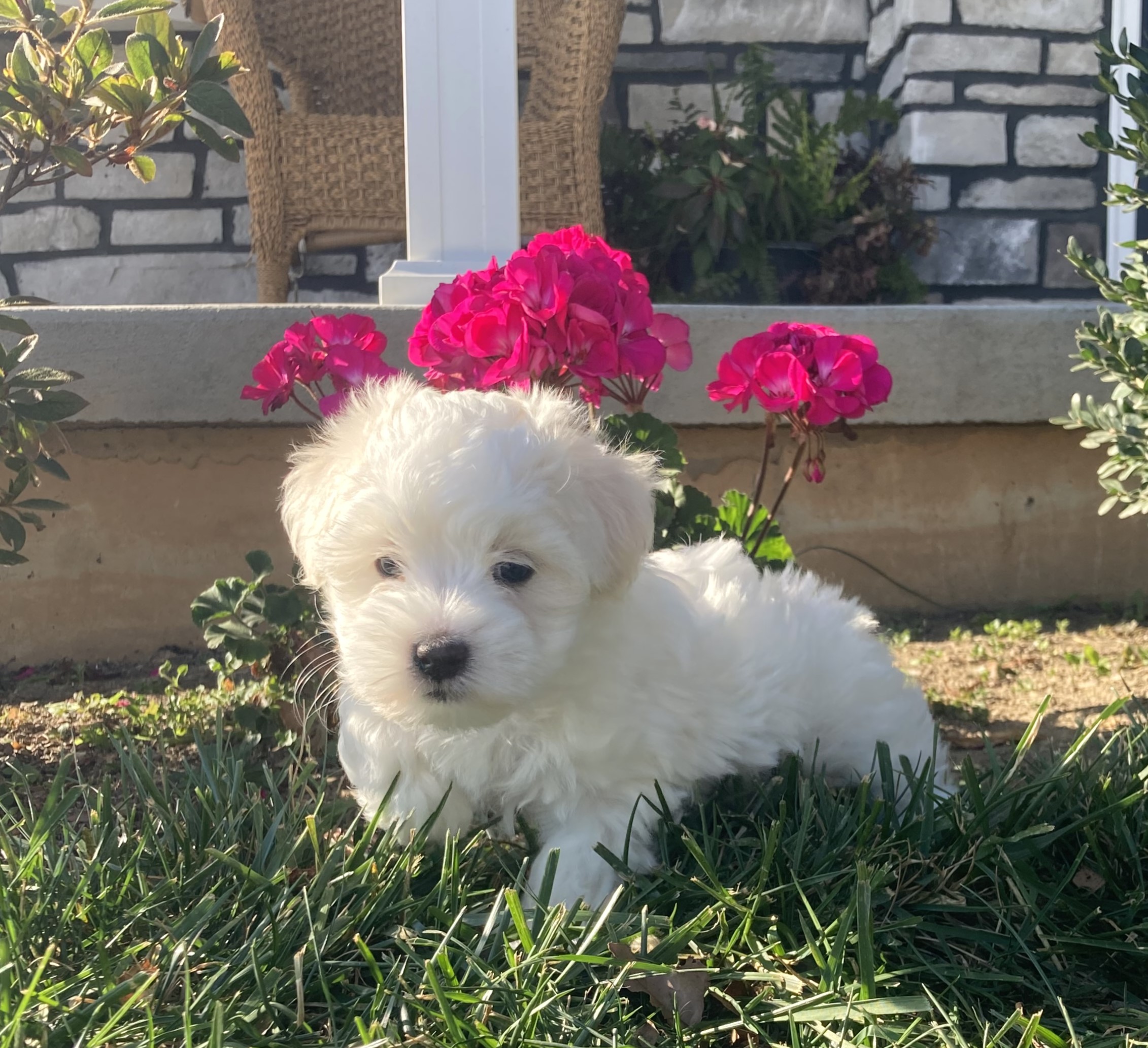 puppy, for, sale, Coton de Tulear,   Little Stream Estates LLC, dog, breeder, Lititz, PA, dog-breeder, puppy-for-sale, forsale, nearby, find, puppyfind, locator, puppylocator, aca