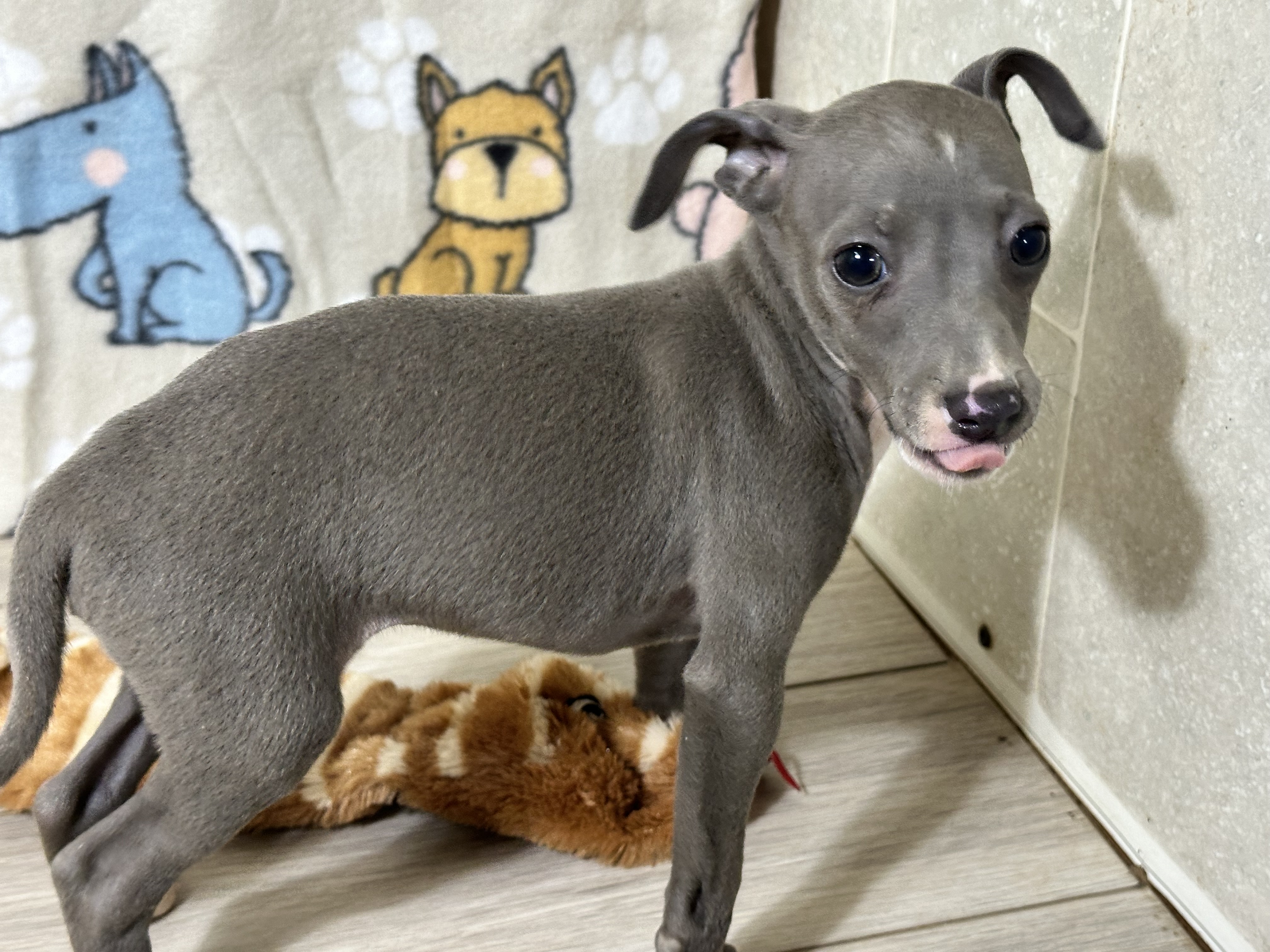 puppy, for, sale, Italian Greyhound, Kimberly  Dildine, dog, breeder, Willow Springs, MO, dog-breeder, puppy-for-sale, forsale, nearby, find, puppyfind, locator, puppylocator, aca