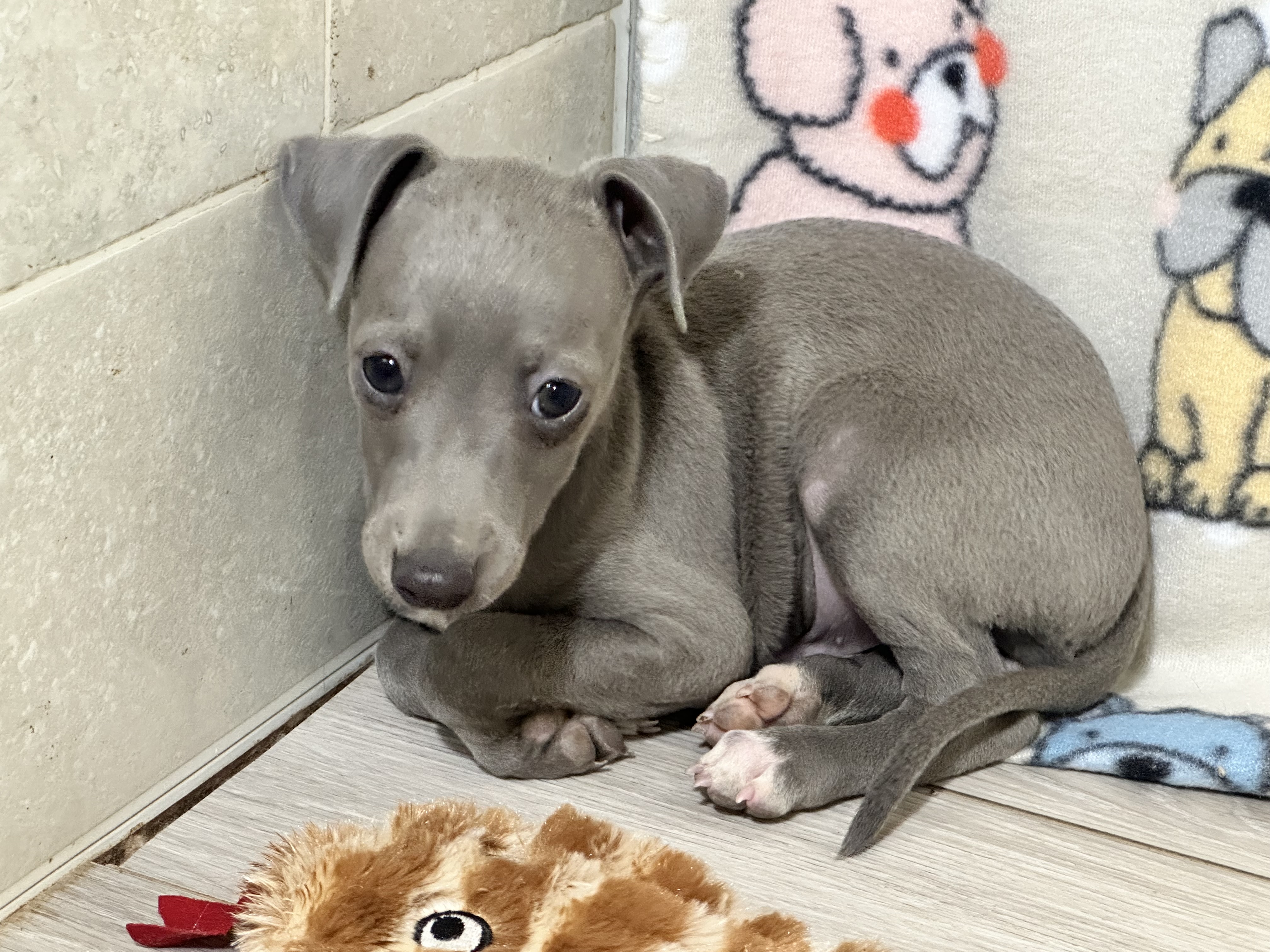 puppy, for, sale, Italian Greyhound, Kimberly  Dildine, dog, breeder, Willow Springs, MO, dog-breeder, puppy-for-sale, forsale, nearby, find, puppyfind, locator, puppylocator, aca