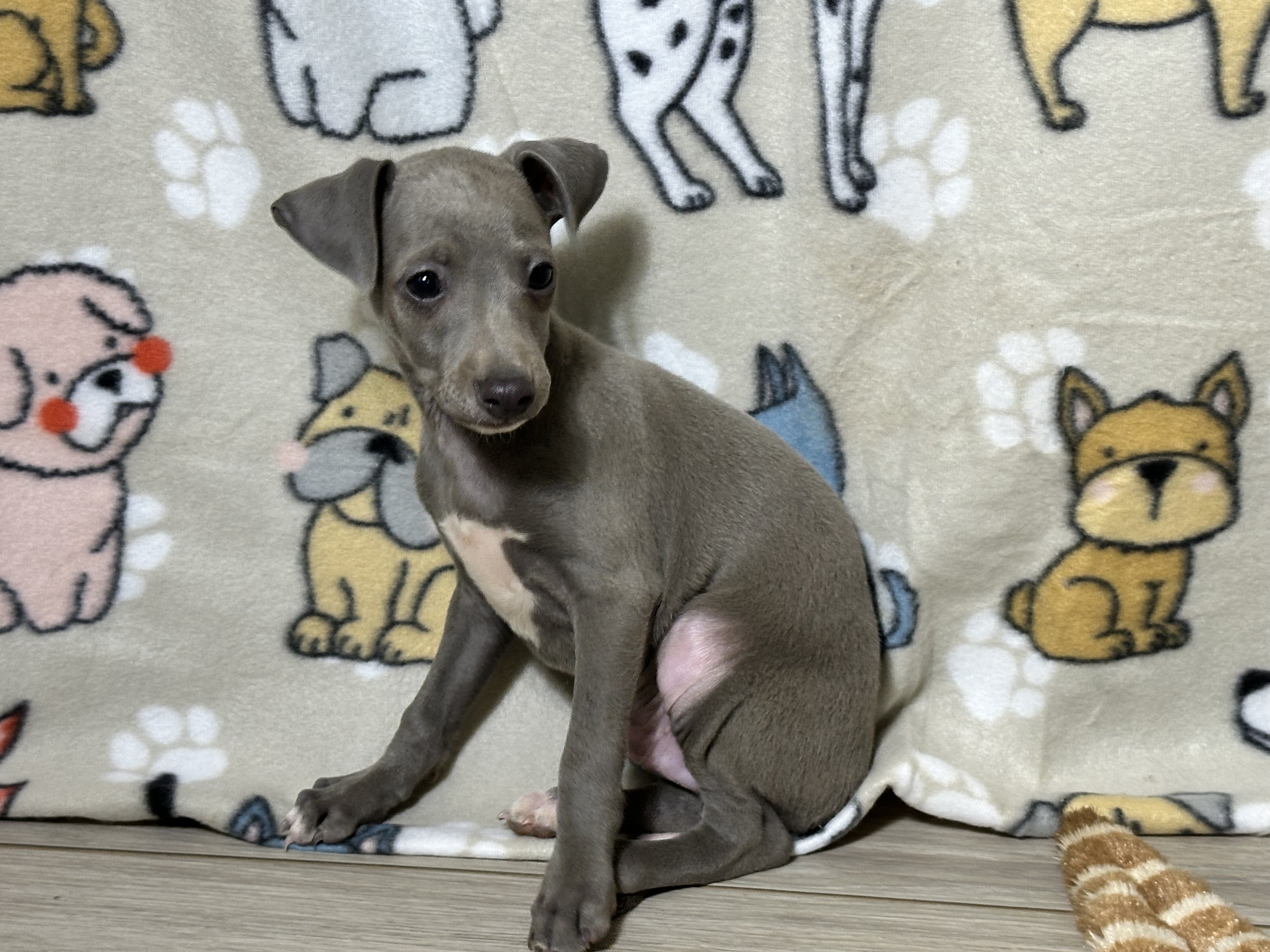 puppy, for, sale, Italian Greyhound, Kimberly  Dildine, dog, breeder, Willow Springs, MO, dog-breeder, puppy-for-sale, forsale, nearby, find, puppyfind, locator, puppylocator, aca