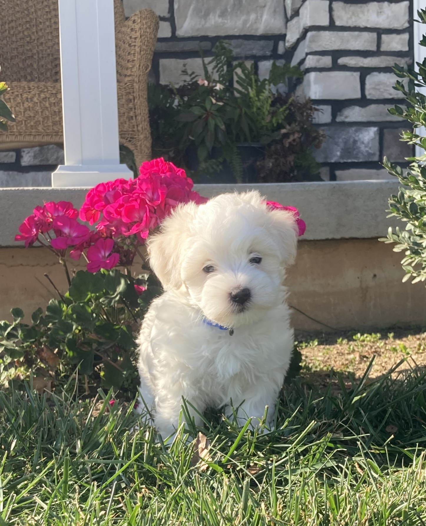 puppy, for, sale, Coton de Tulear,   Little Stream Estates LLC, dog, breeder, Lititz, PA, dog-breeder, puppy-for-sale, forsale, nearby, find, puppyfind, locator, puppylocator, aca