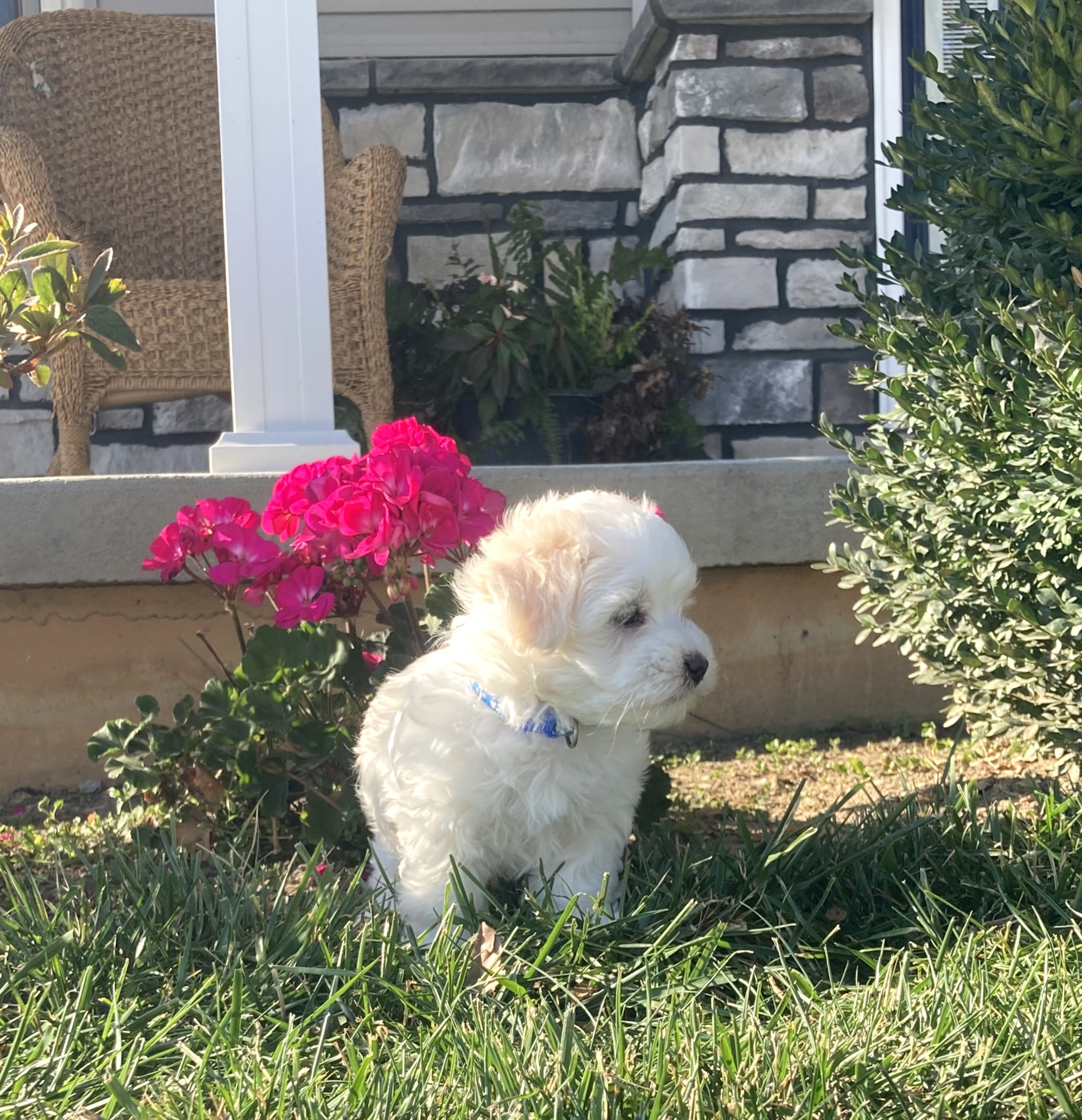 puppy, for, sale, Coton de Tulear,   Little Stream Estates LLC, dog, breeder, Lititz, PA, dog-breeder, puppy-for-sale, forsale, nearby, find, puppyfind, locator, puppylocator, aca