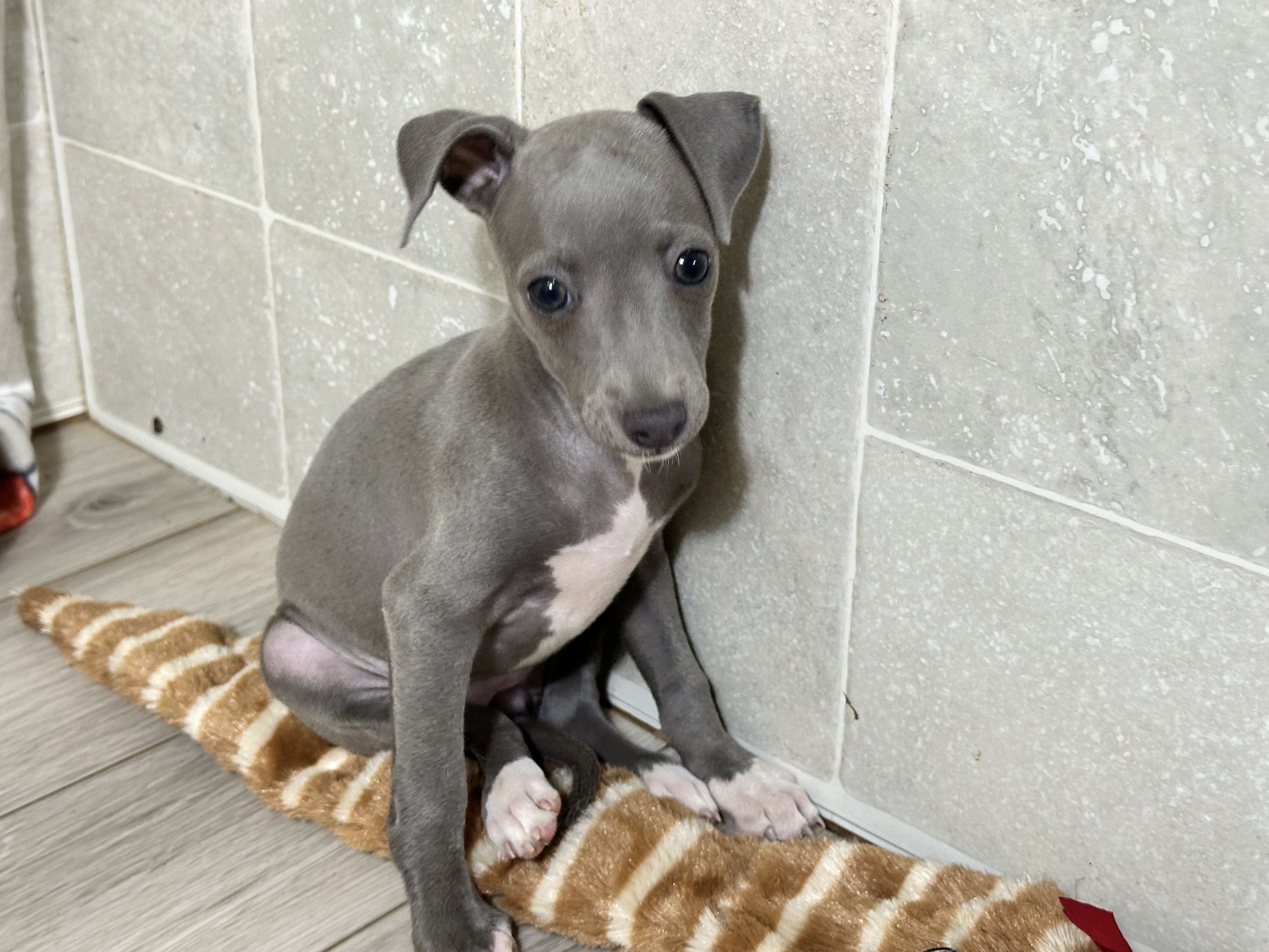 puppy, for, sale, Italian Greyhound, Kimberly  Dildine, dog, breeder, Willow Springs, MO, dog-breeder, puppy-for-sale, forsale, nearby, find, puppyfind, locator, puppylocator, aca