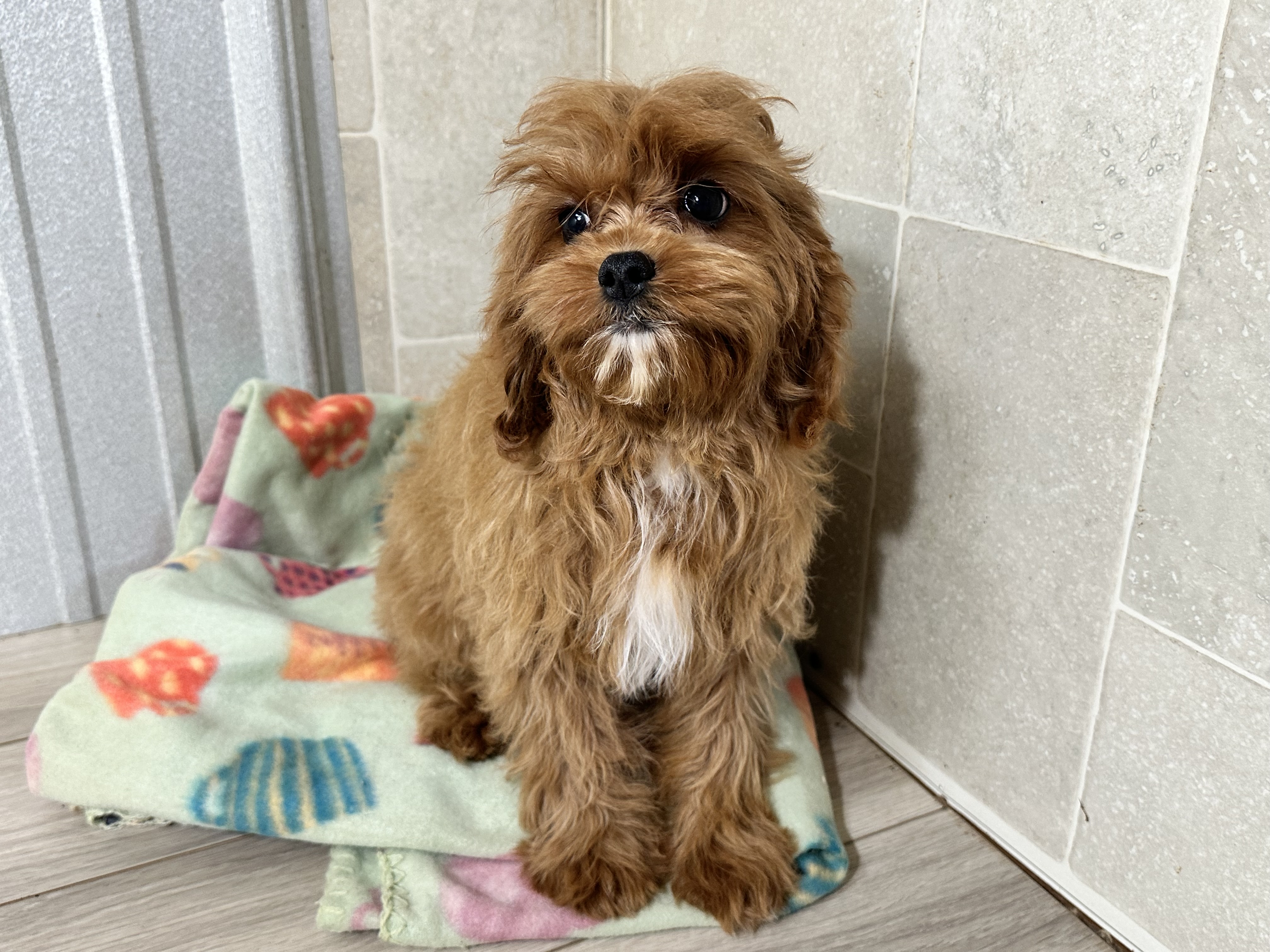 puppy, for, sale, Poodle/Cavalier King, Kimberly  Dildine, dog, breeder, Willow Springs, MO, dog-breeder, puppy-for-sale, forsale, nearby, find, puppyfind, locator, puppylocator, aca