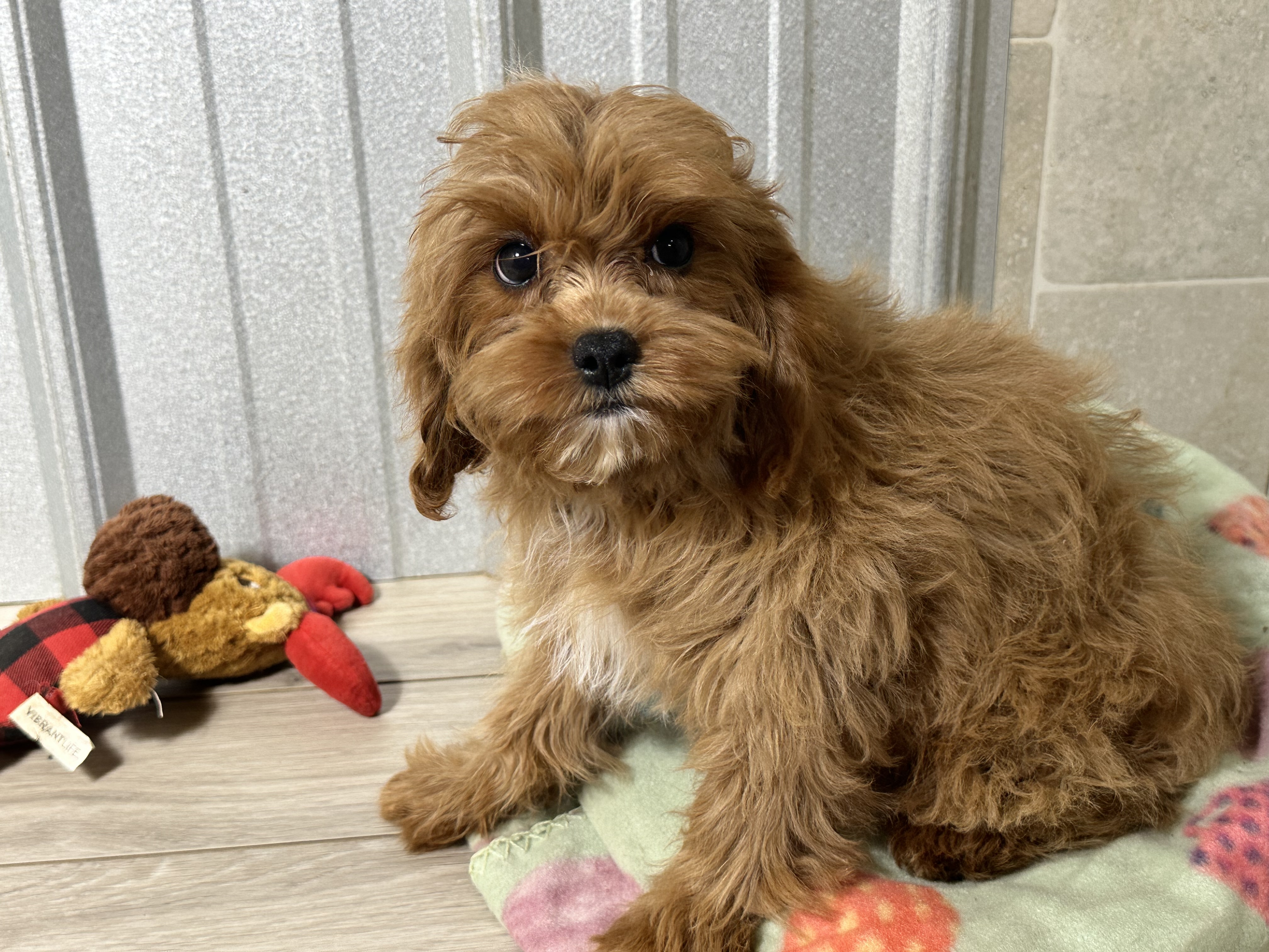 puppy, for, sale, Poodle/Cavalier King, Kimberly  Dildine, dog, breeder, Willow Springs, MO, dog-breeder, puppy-for-sale, forsale, nearby, find, puppyfind, locator, puppylocator, aca