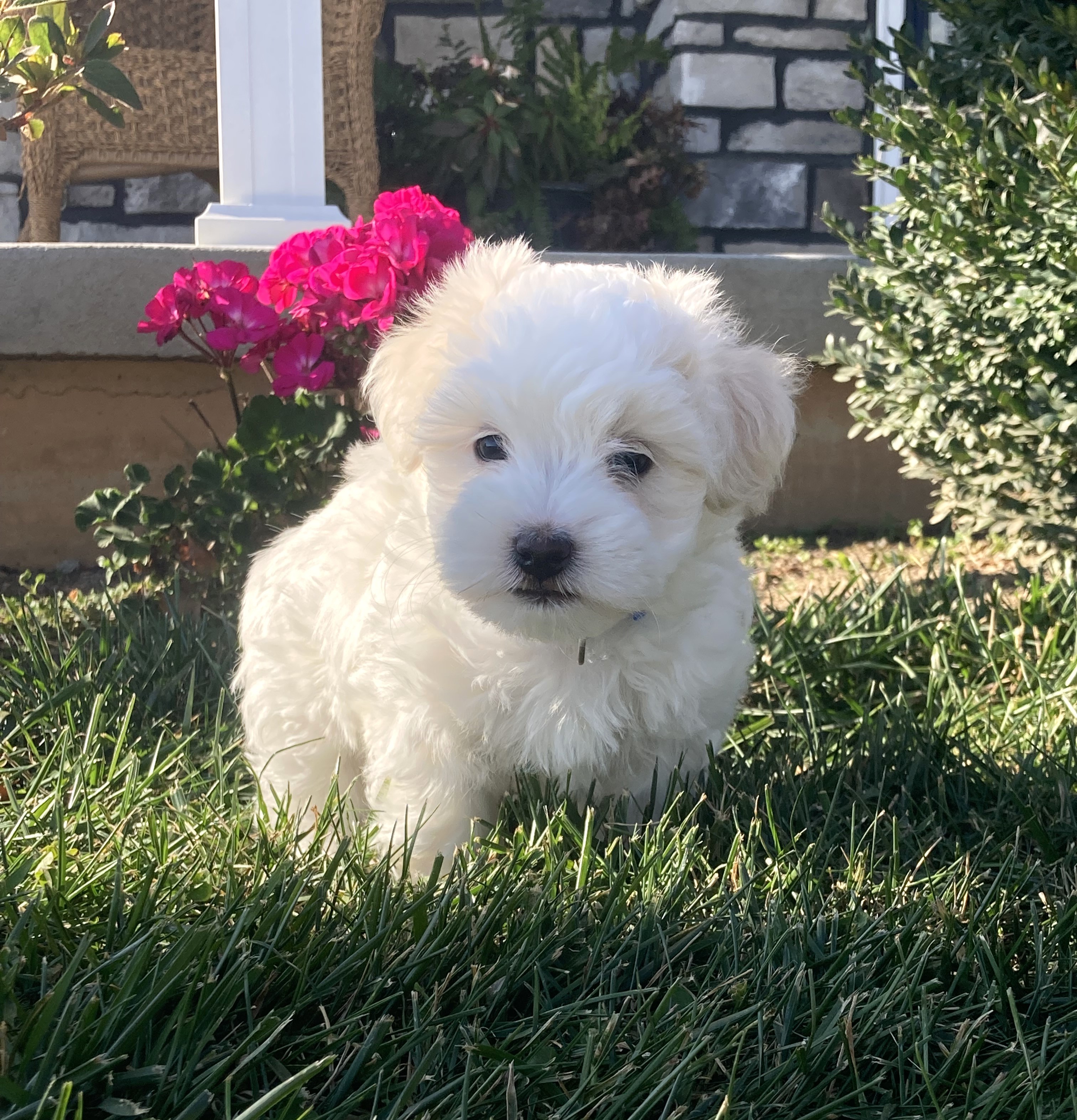 puppy, for, sale, Coton de Tulear,   Little Stream Estates LLC, dog, breeder, Lititz, PA, dog-breeder, puppy-for-sale, forsale, nearby, find, puppyfind, locator, puppylocator, aca