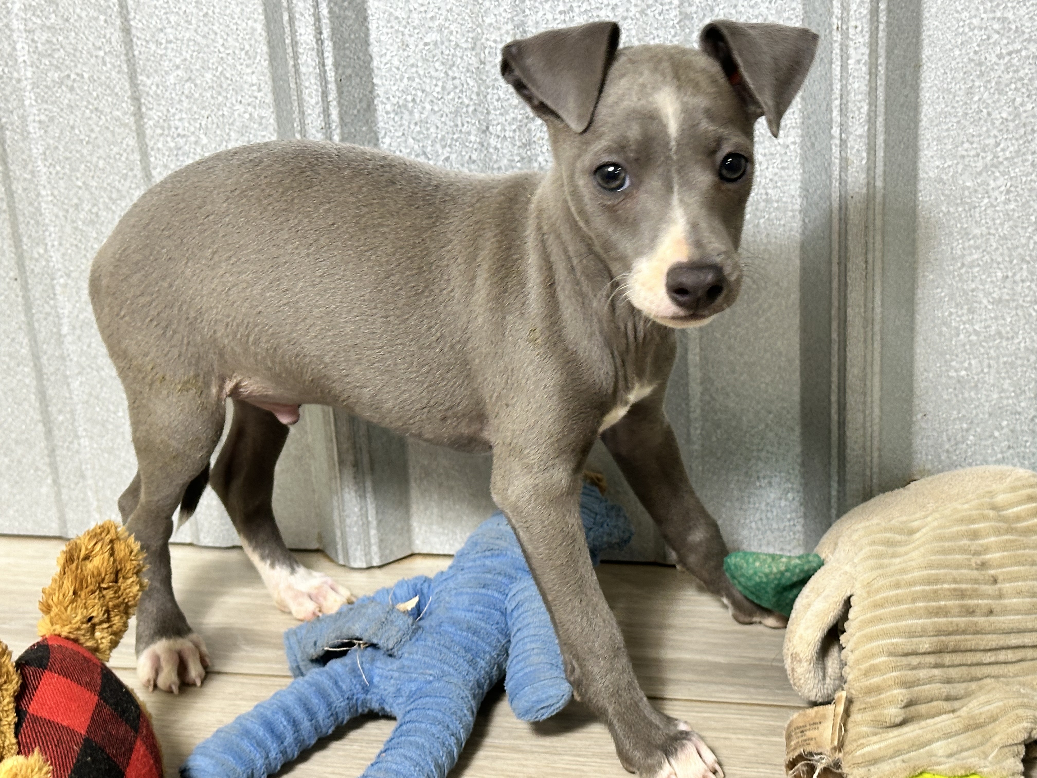 puppy, for, sale, Italian Greyhound, Kimberly  Dildine, dog, breeder, Willow Springs, MO, dog-breeder, puppy-for-sale, forsale, nearby, find, puppyfind, locator, puppylocator, aca