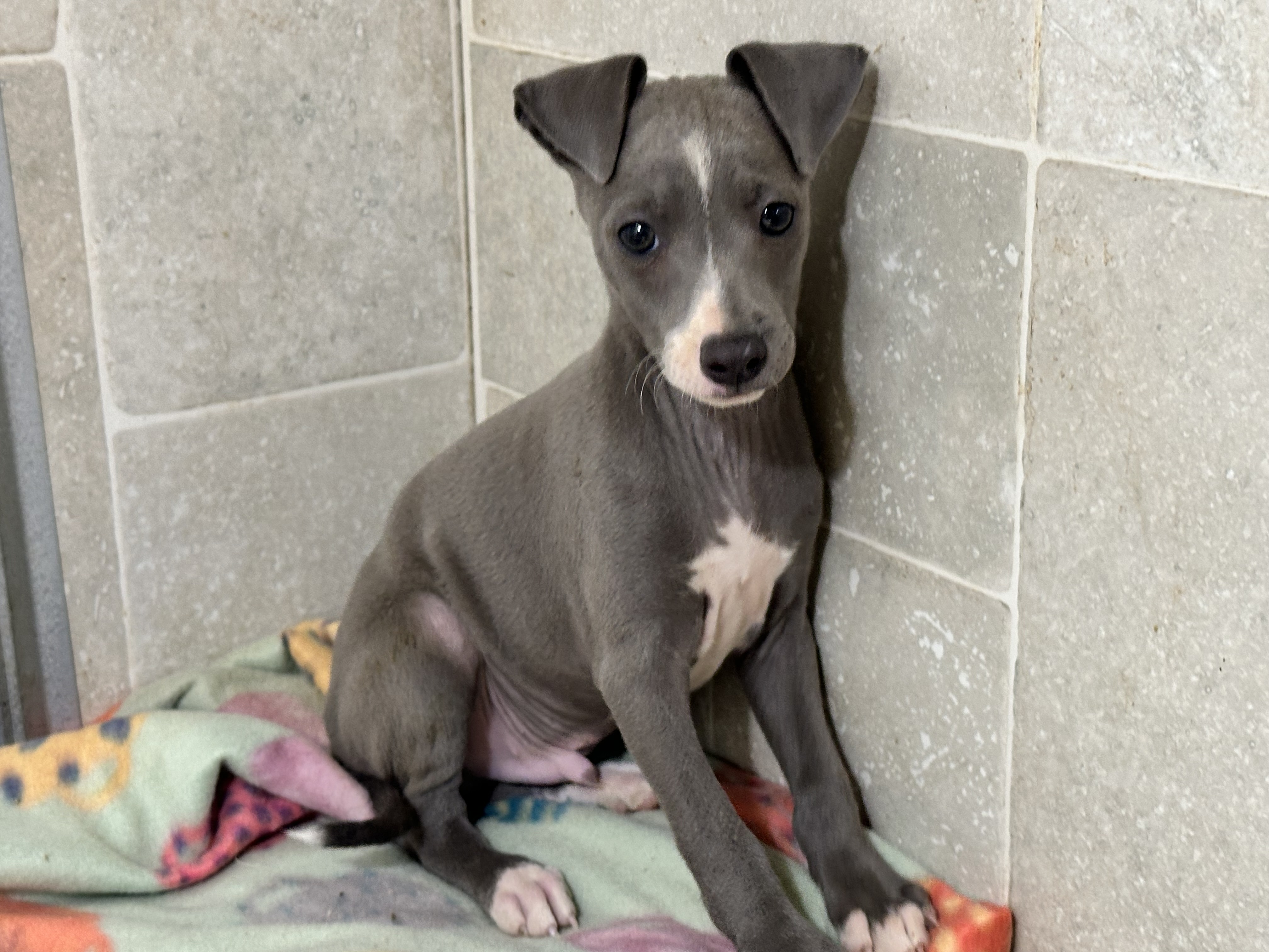 puppy, for, sale, Italian Greyhound, Kimberly  Dildine, dog, breeder, Willow Springs, MO, dog-breeder, puppy-for-sale, forsale, nearby, find, puppyfind, locator, puppylocator, aca