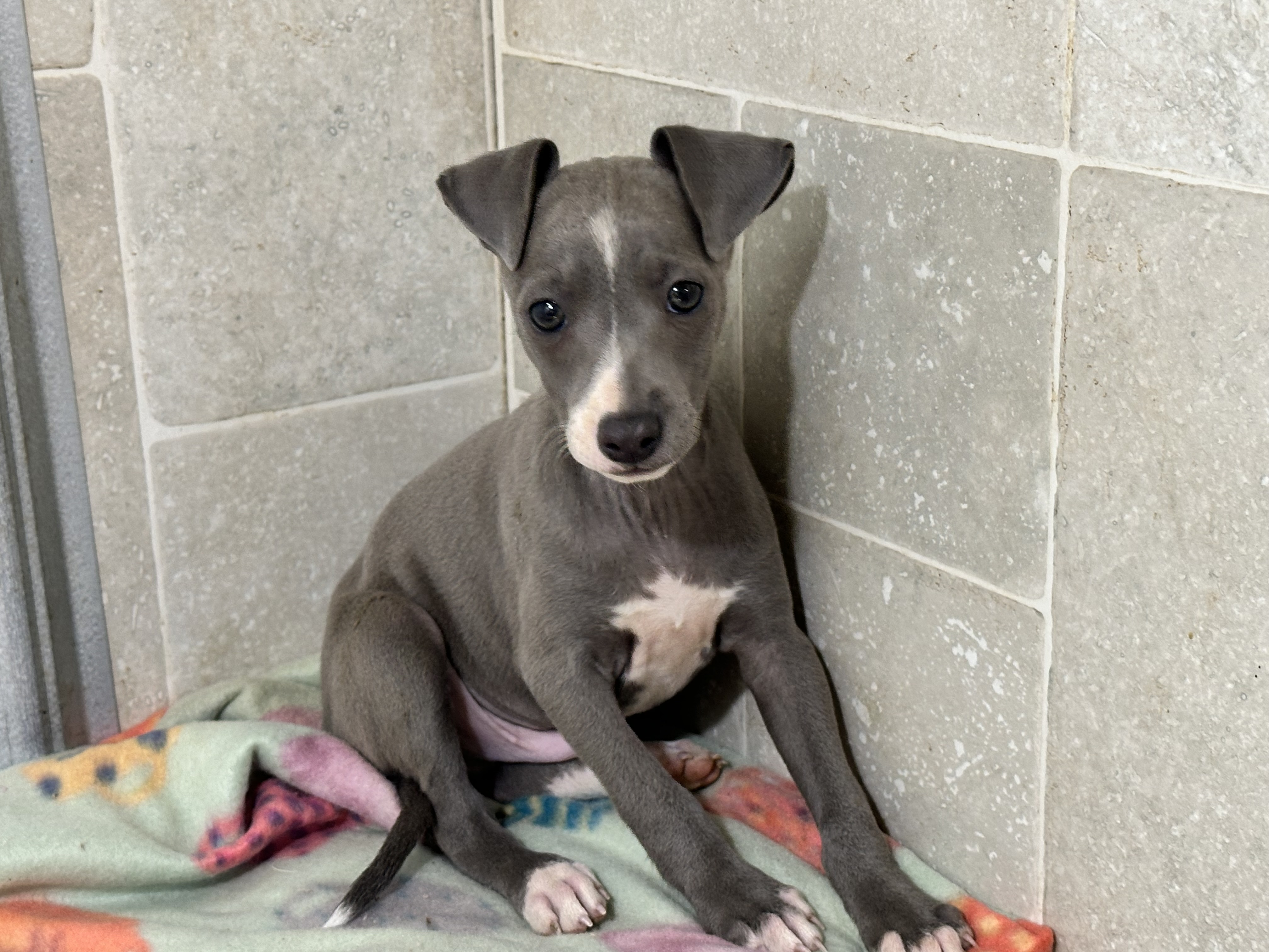 puppy, for, sale, Italian Greyhound, Kimberly  Dildine, dog, breeder, Willow Springs, MO, dog-breeder, puppy-for-sale, forsale, nearby, find, puppyfind, locator, puppylocator, aca