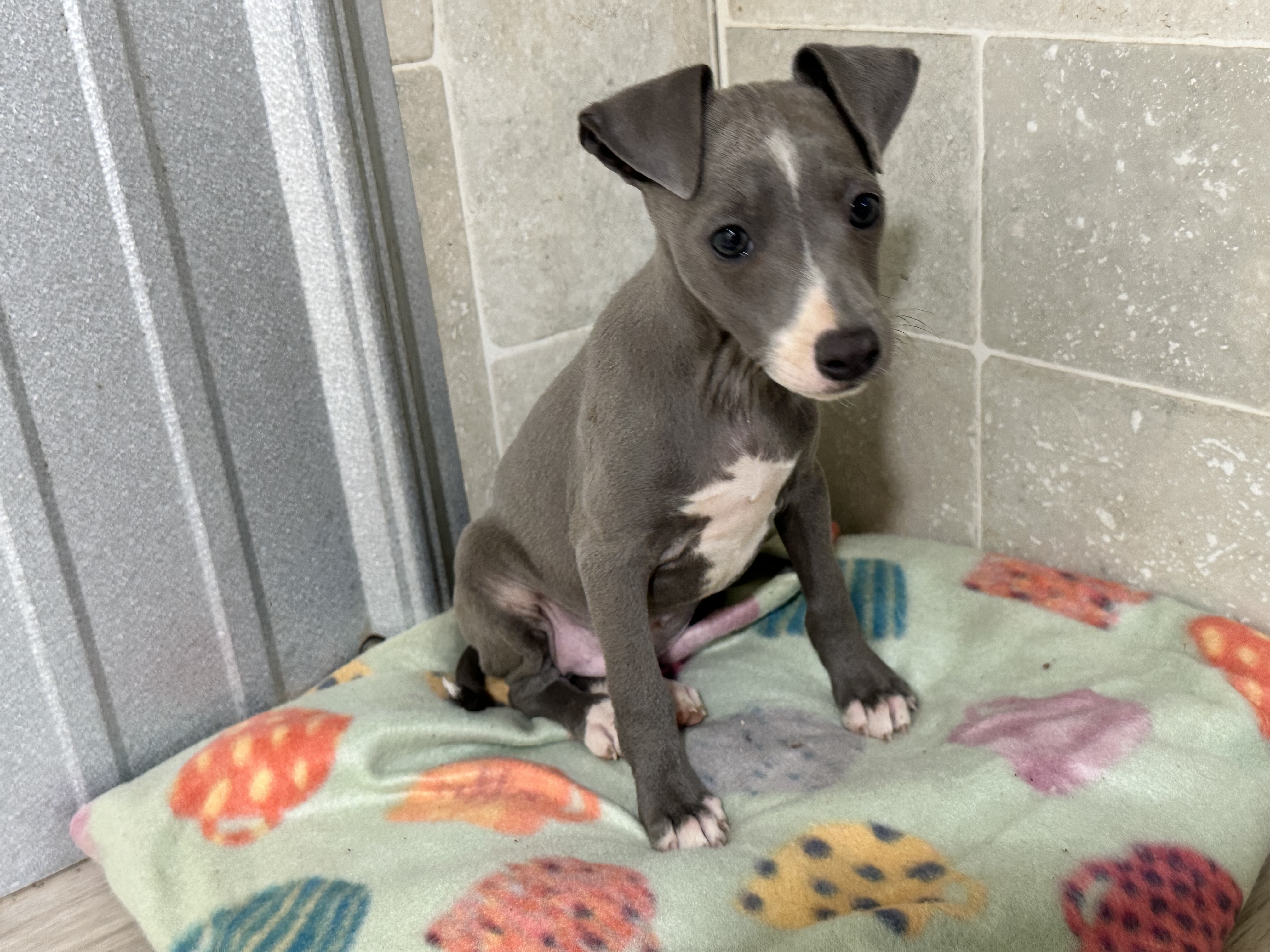 puppy, for, sale, Italian Greyhound, Kimberly  Dildine, dog, breeder, Willow Springs, MO, dog-breeder, puppy-for-sale, forsale, nearby, find, puppyfind, locator, puppylocator, aca