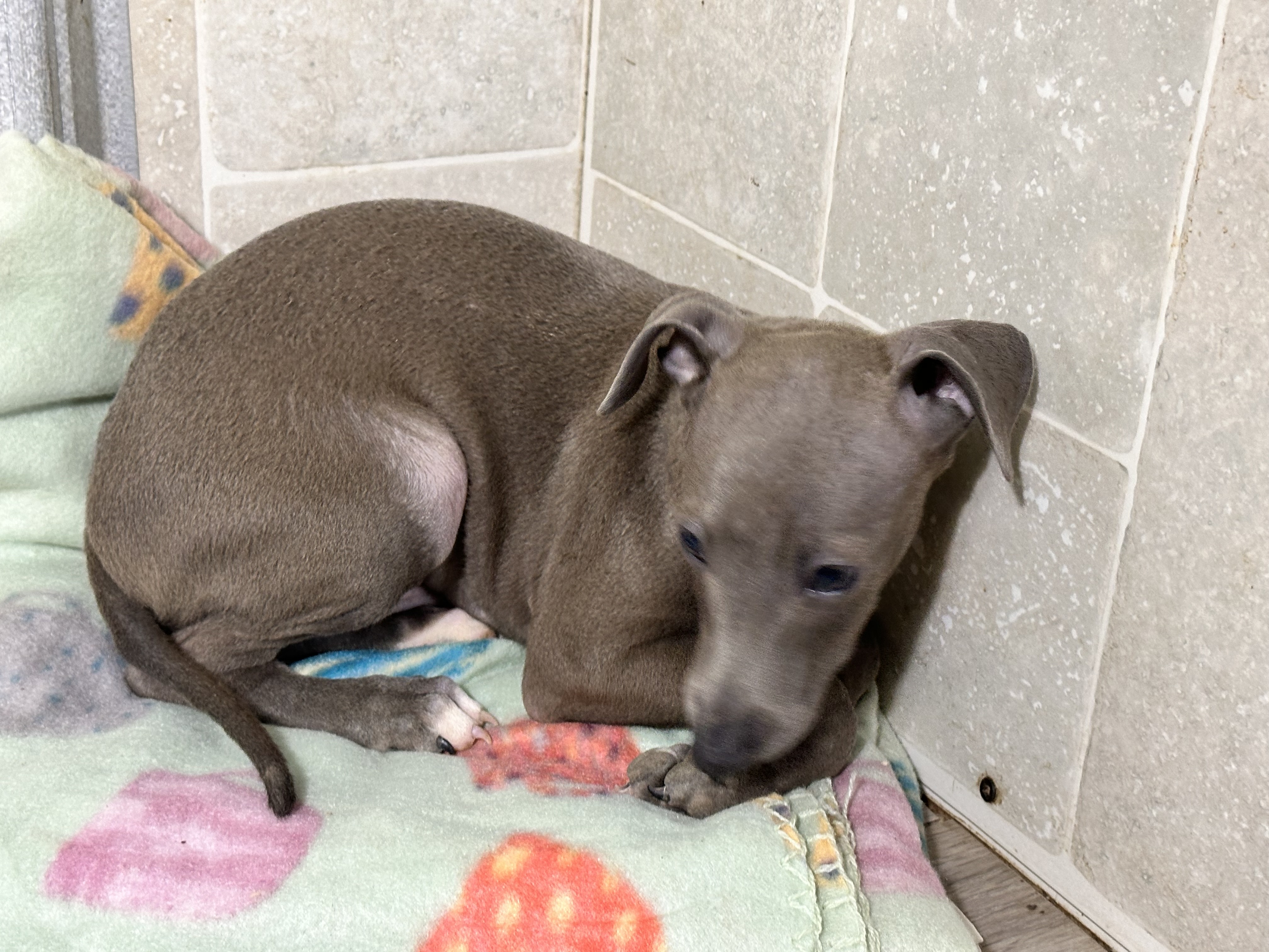 puppy, for, sale, Italian Greyhound, Kimberly  Dildine, dog, breeder, Willow Springs, MO, dog-breeder, puppy-for-sale, forsale, nearby, find, puppyfind, locator, puppylocator, aca