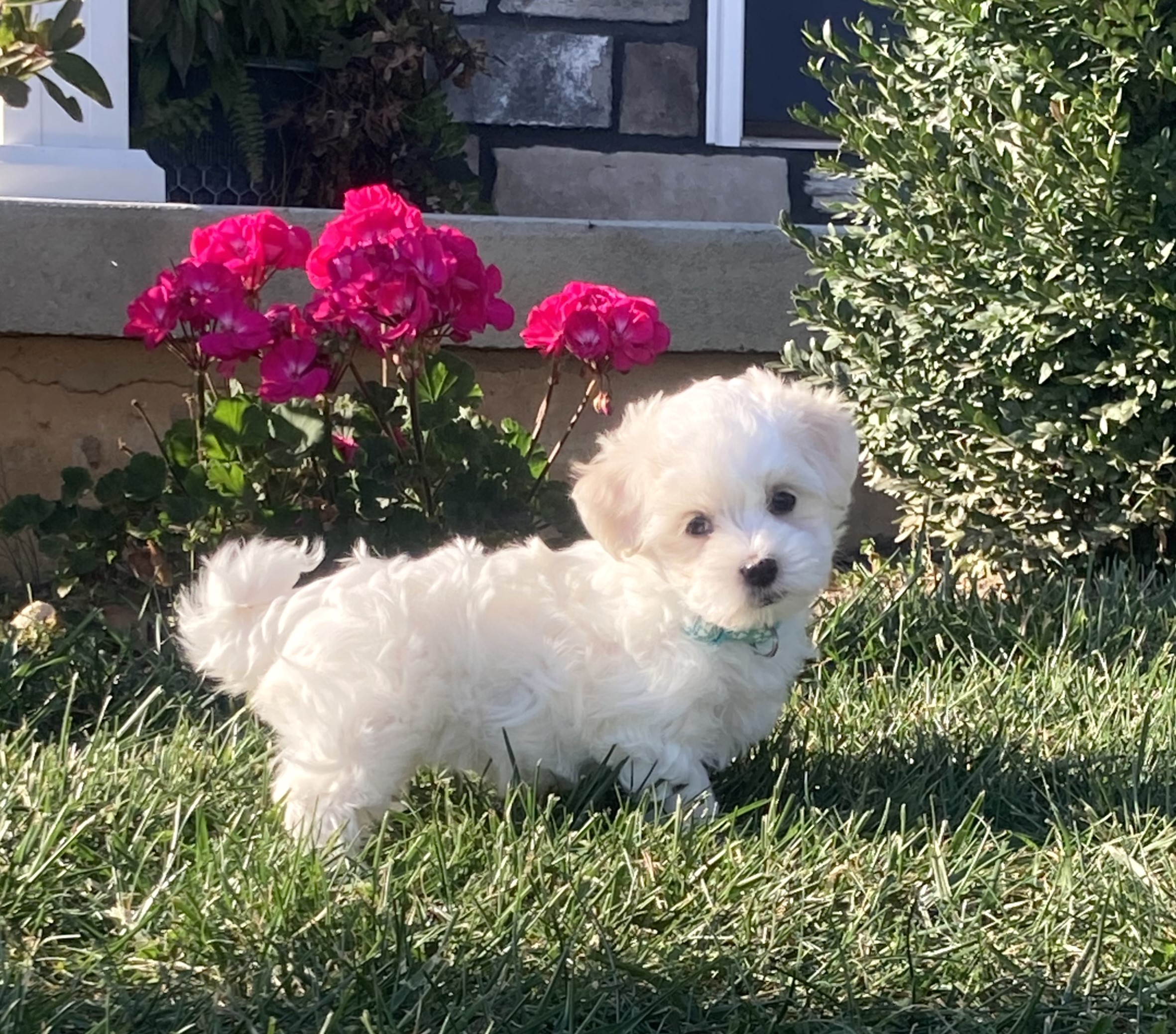 puppy, for, sale, Coton de Tulear,   Little Stream Estates LLC, dog, breeder, Lititz, PA, dog-breeder, puppy-for-sale, forsale, nearby, find, puppyfind, locator, puppylocator, aca