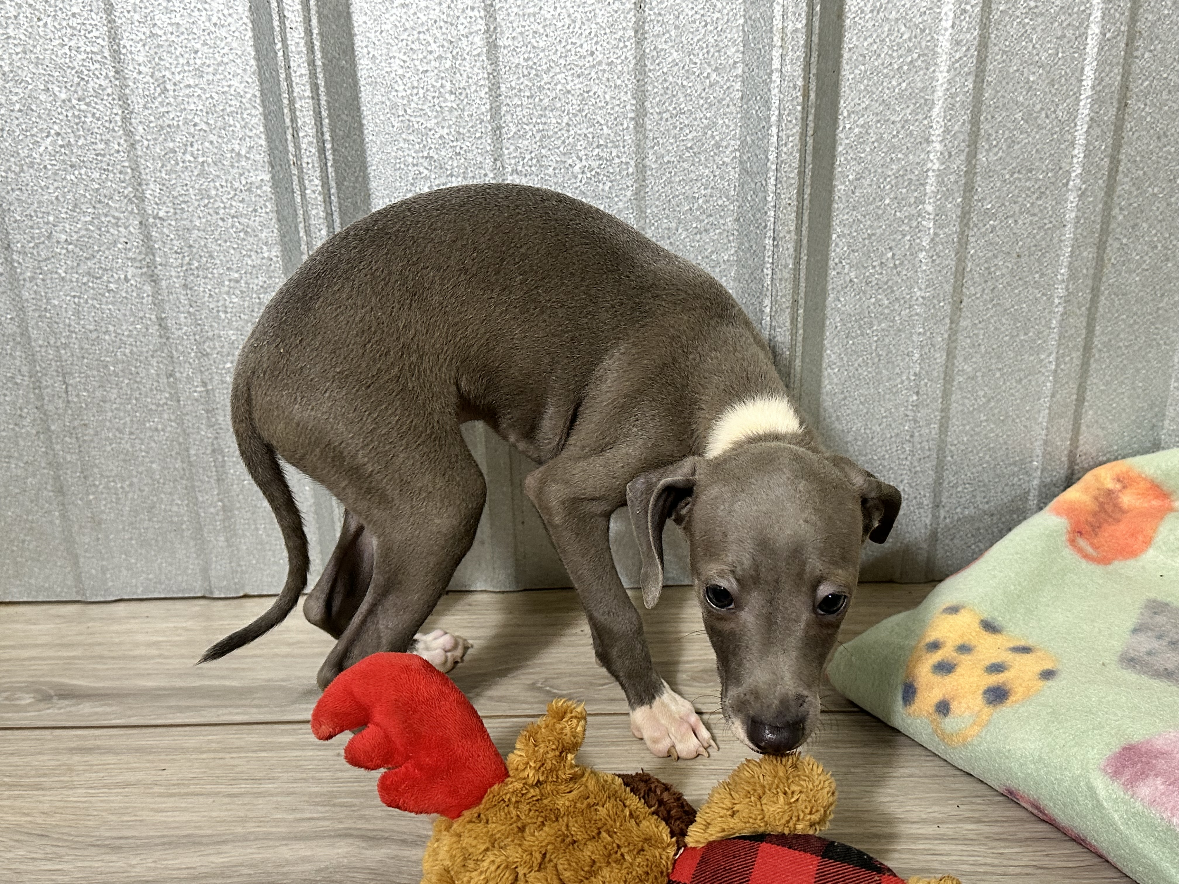 puppy, for, sale, Italian Greyhound, Kimberly  Dildine, dog, breeder, Willow Springs, MO, dog-breeder, puppy-for-sale, forsale, nearby, find, puppyfind, locator, puppylocator, aca