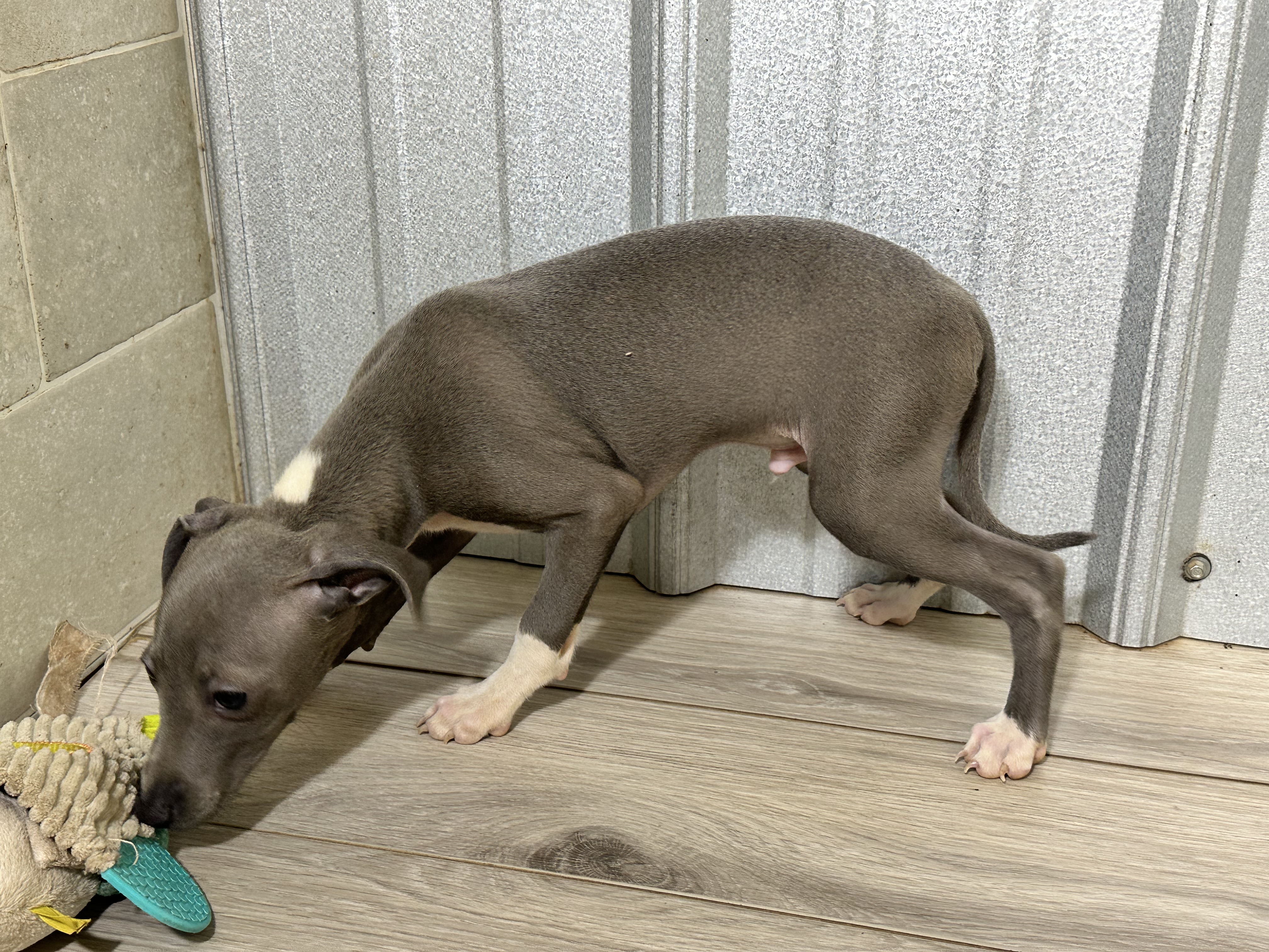 puppy, for, sale, Italian Greyhound, Kimberly  Dildine, dog, breeder, Willow Springs, MO, dog-breeder, puppy-for-sale, forsale, nearby, find, puppyfind, locator, puppylocator, aca