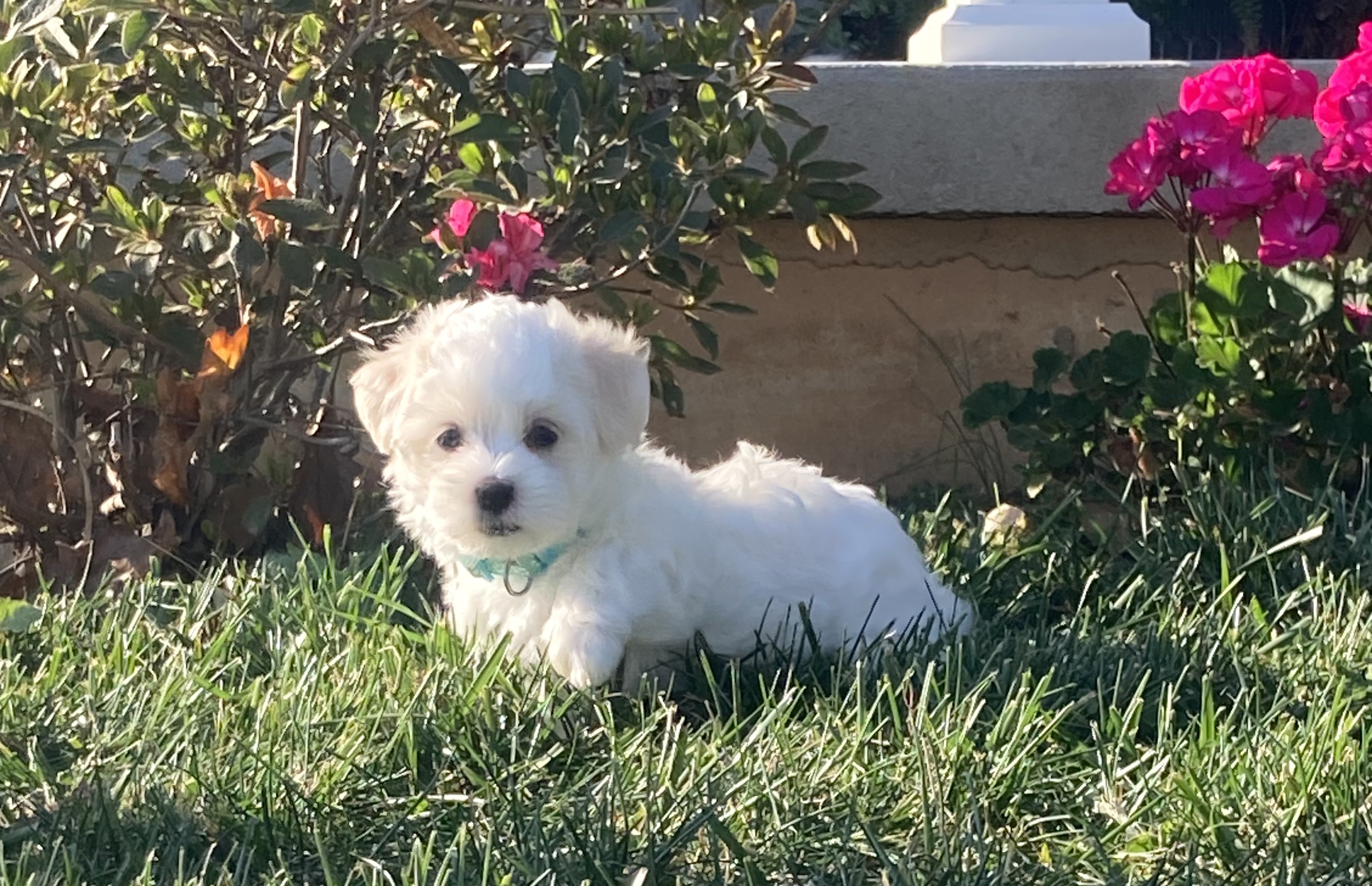 puppy, for, sale, Coton de Tulear,   Little Stream Estates LLC, dog, breeder, Lititz, PA, dog-breeder, puppy-for-sale, forsale, nearby, find, puppyfind, locator, puppylocator, aca