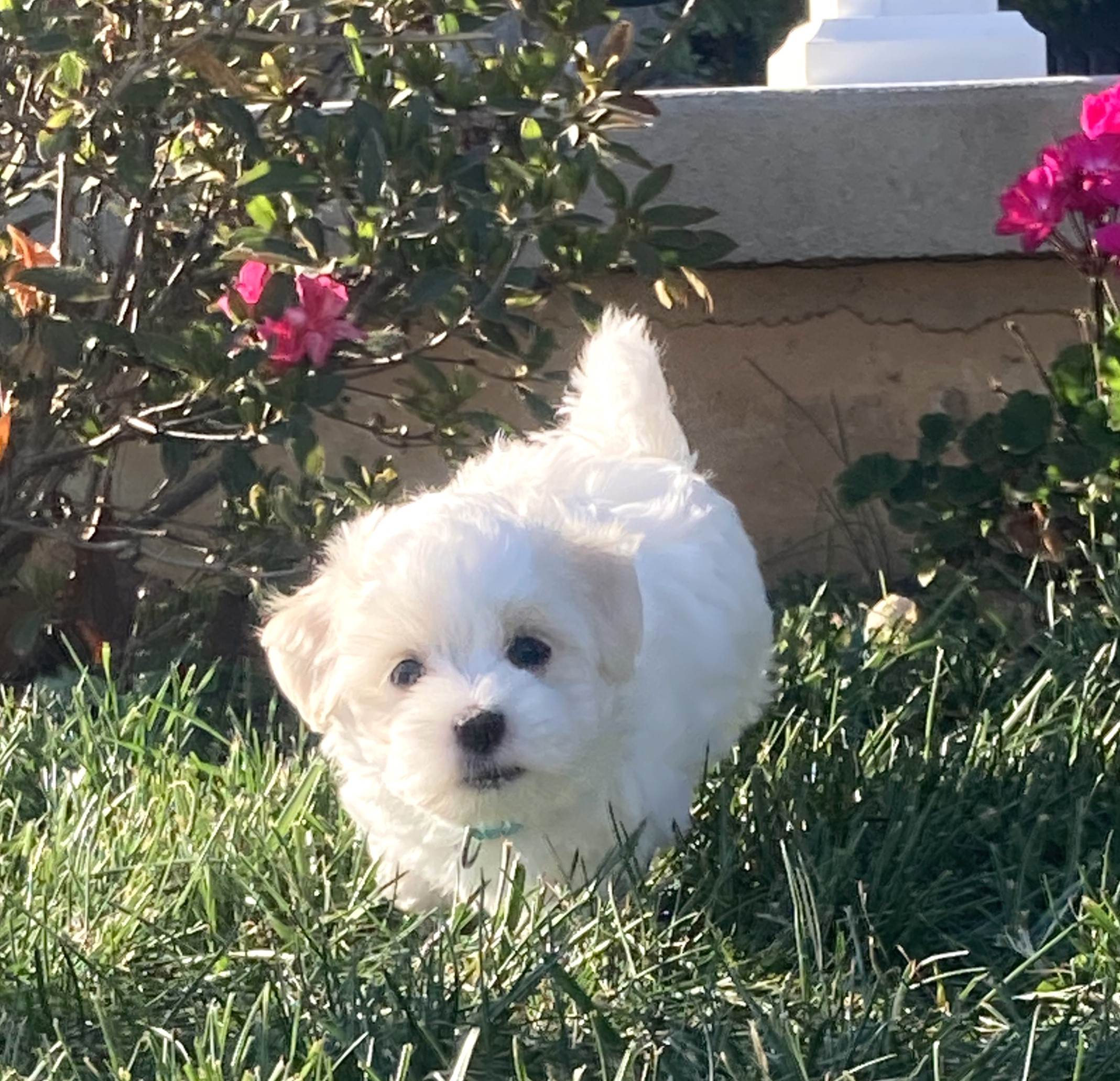 puppy, for, sale, Coton de Tulear,   Little Stream Estates LLC, dog, breeder, Lititz, PA, dog-breeder, puppy-for-sale, forsale, nearby, find, puppyfind, locator, puppylocator, aca