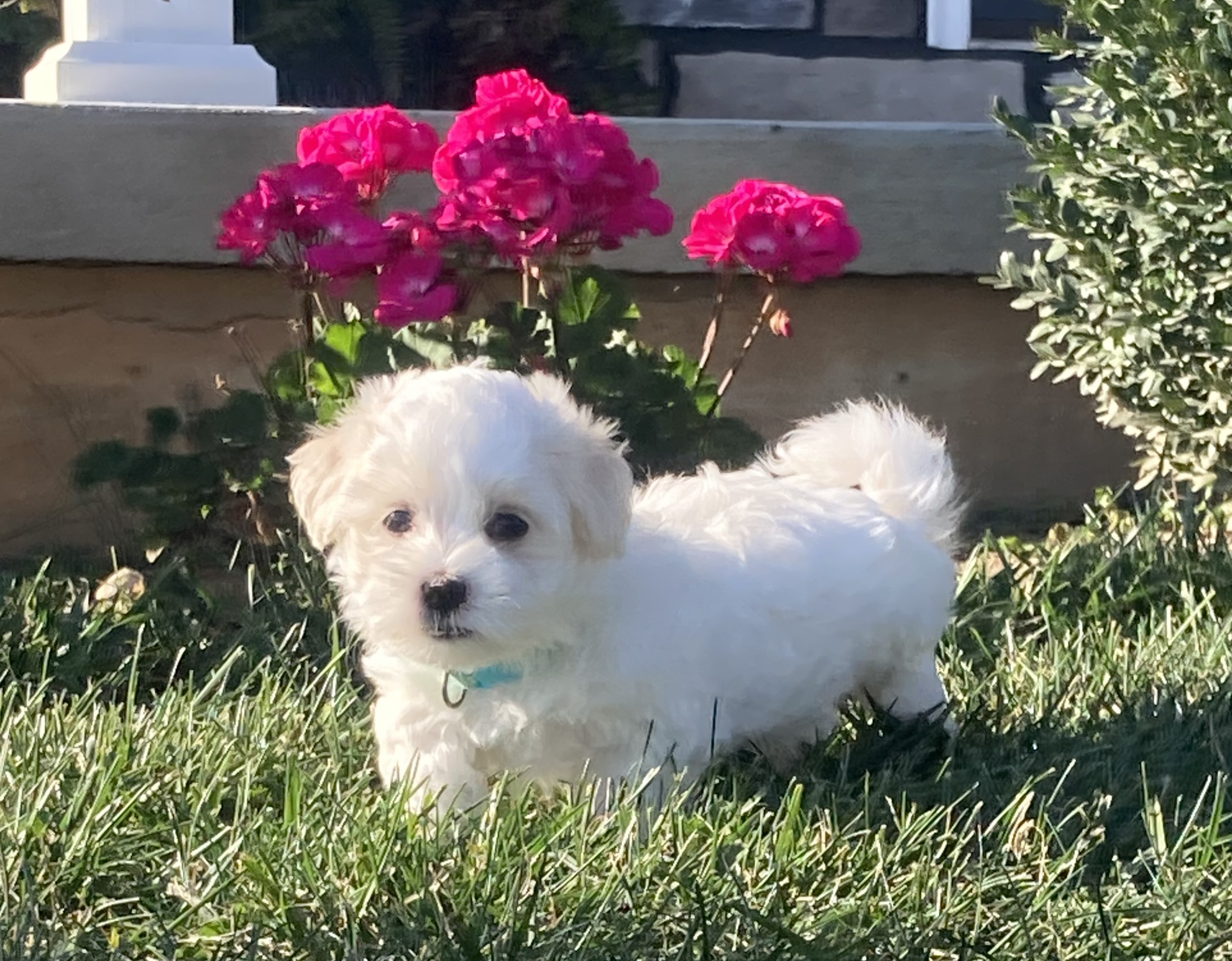 puppy, for, sale, Coton de Tulear,   Little Stream Estates LLC, dog, breeder, Lititz, PA, dog-breeder, puppy-for-sale, forsale, nearby, find, puppyfind, locator, puppylocator, aca