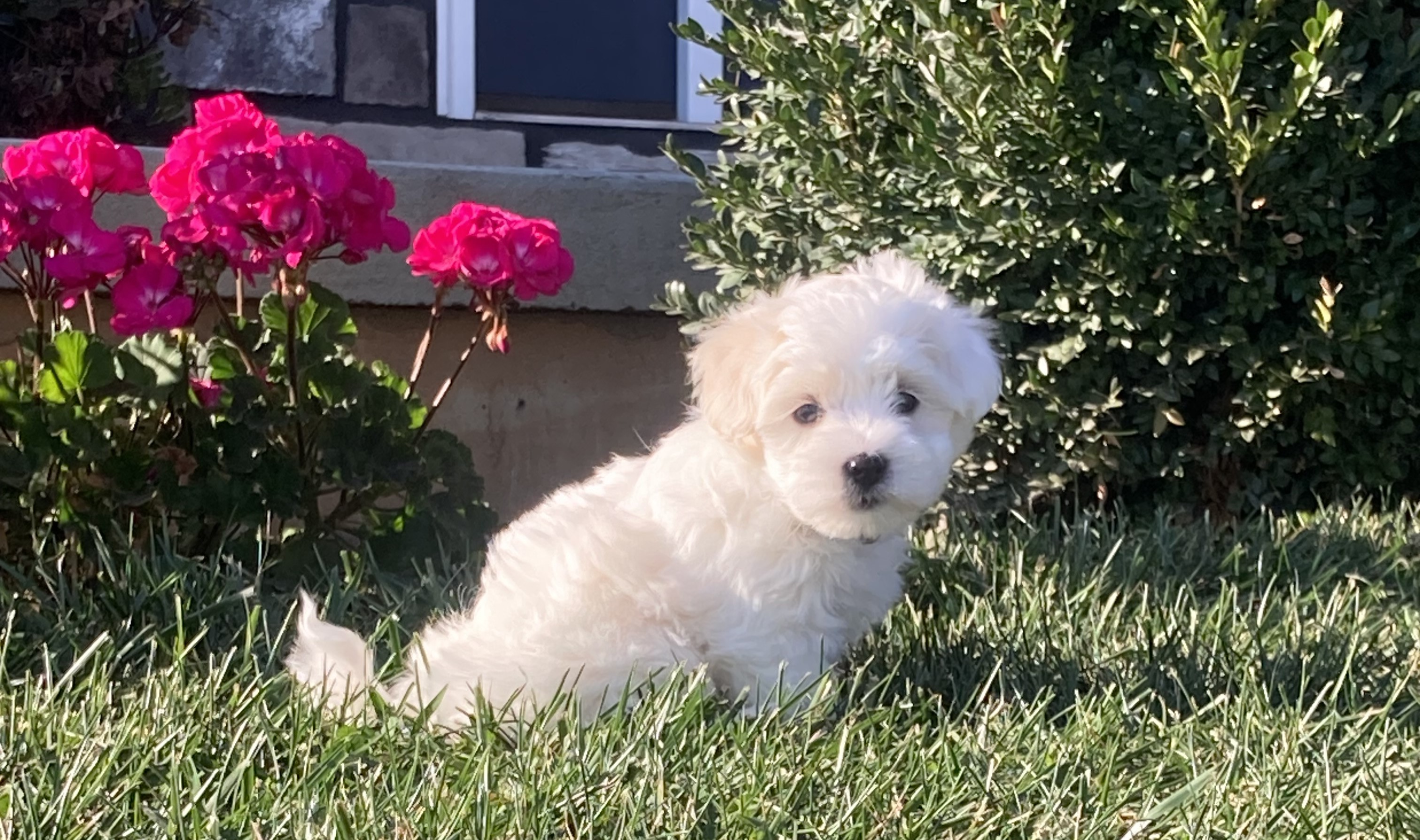 puppy, for, sale, Coton de Tulear,   Little Stream Estates LLC, dog, breeder, Lititz, PA, dog-breeder, puppy-for-sale, forsale, nearby, find, puppyfind, locator, puppylocator, aca